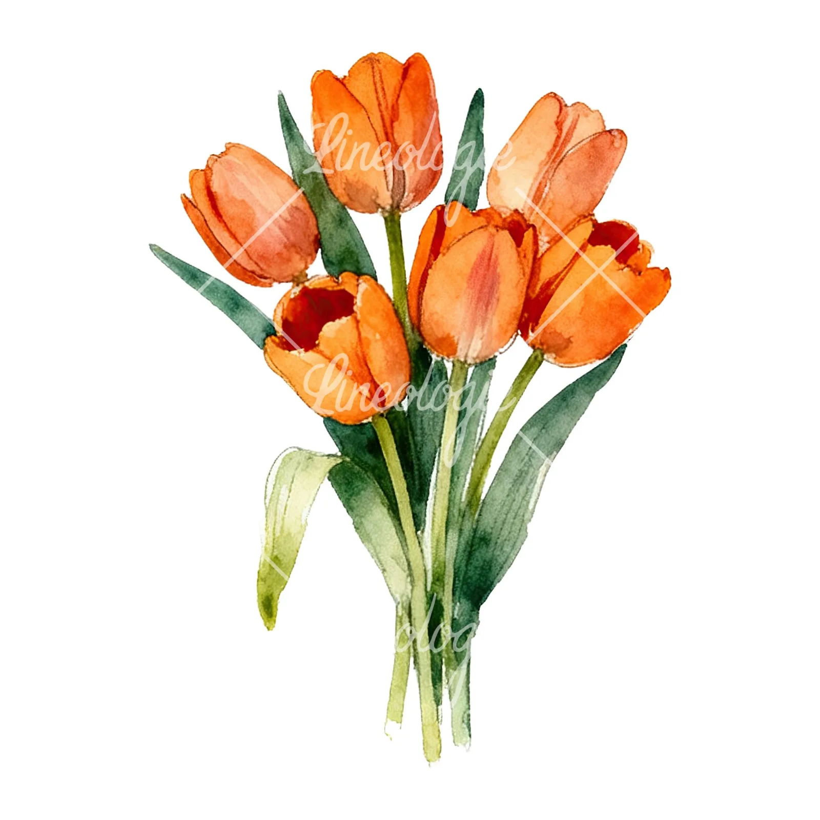 Watercolor orange tulip bouquet clipart 6 of 9 on a white background (JPG)