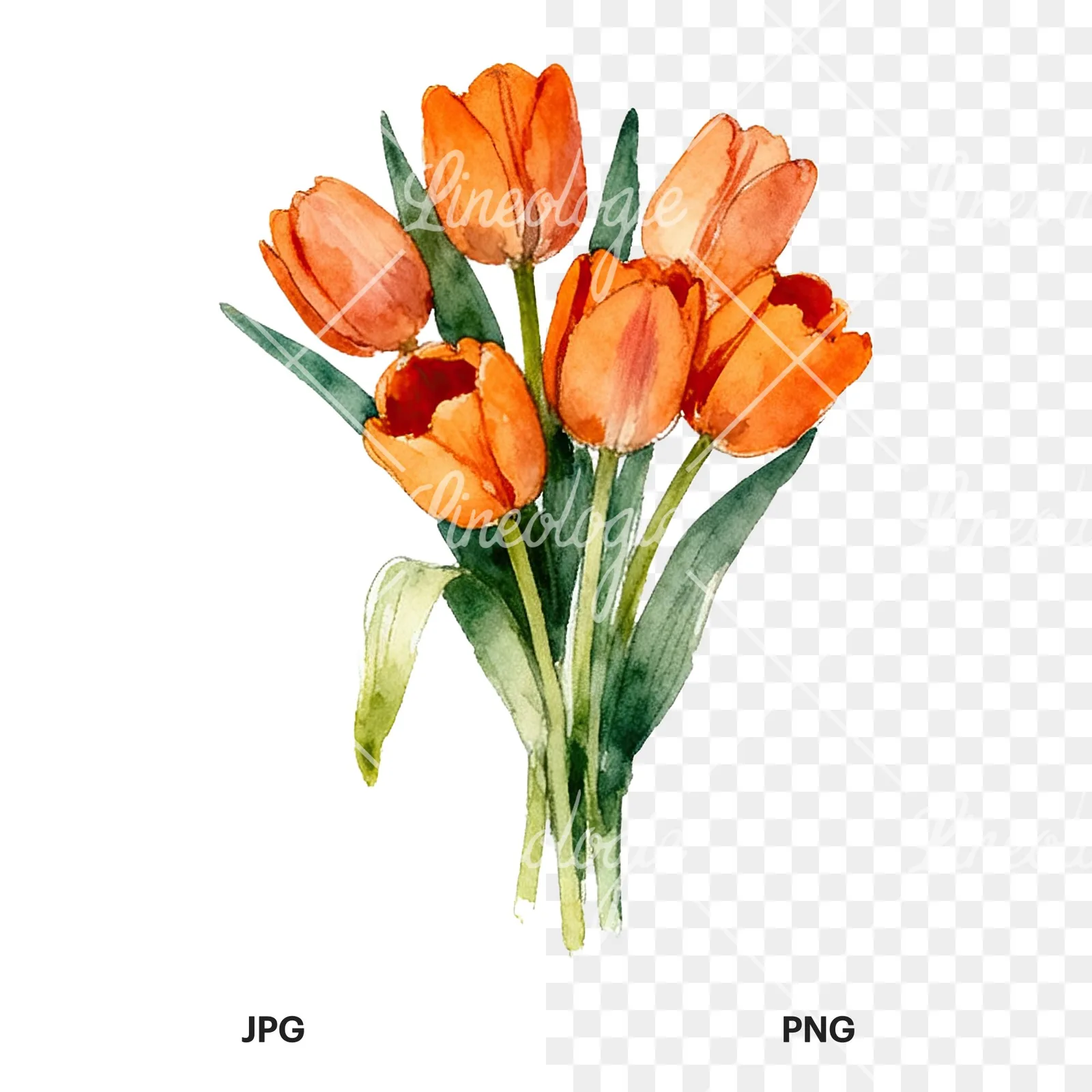 Watercolor orange tulip bouquet clipart 6 of 9, as a JPG on white and a transparent PNG