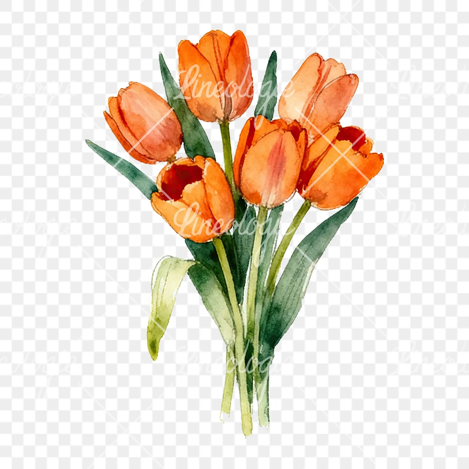 Watercolor orange tulip bouquet clipart 6 of 9 on a transparent background (PNG)