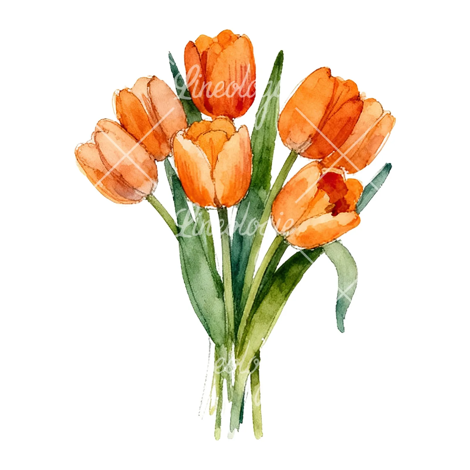Watercolor orange tulip bouquet clipart 7 of 9 on a white background (JPG)