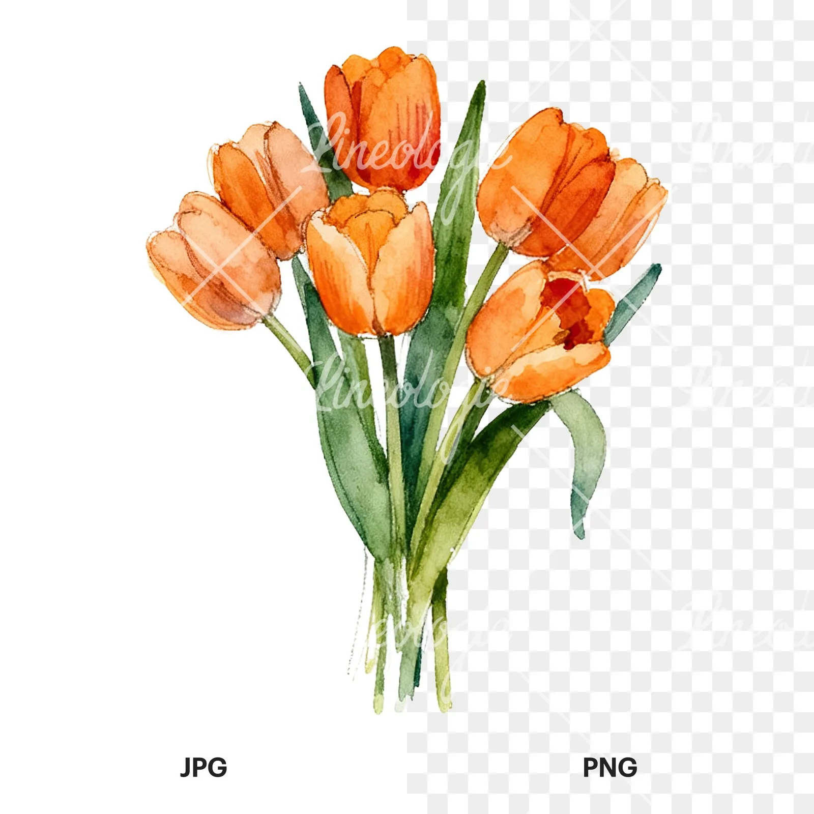 Watercolor orange tulip bouquet clipart 7 of 9, as a JPG on white and a transparent PNG