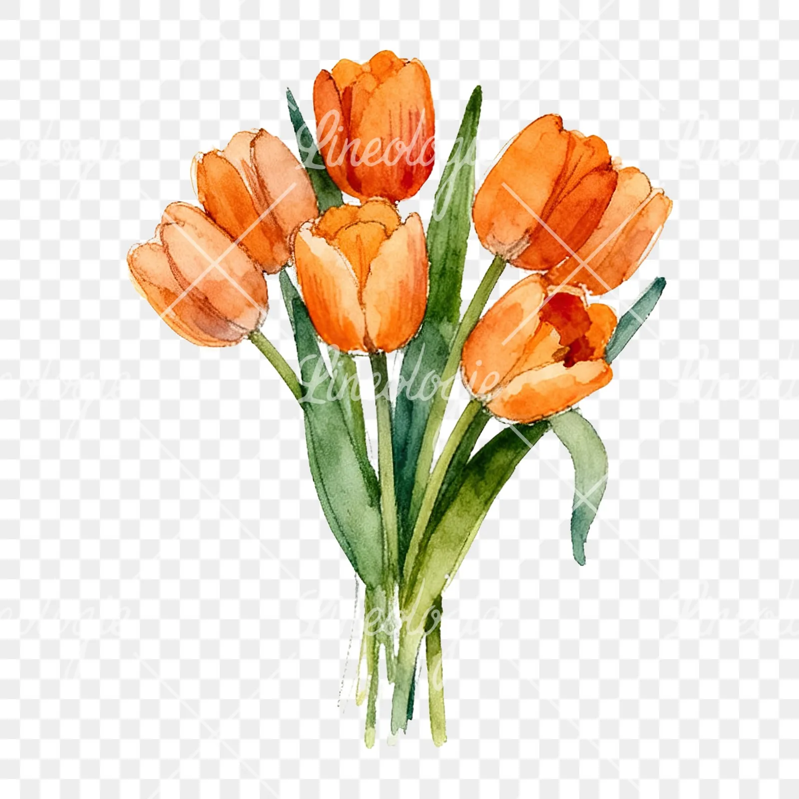 Watercolor orange tulip bouquet clipart 7 of 9 on a transparent background (PNG)