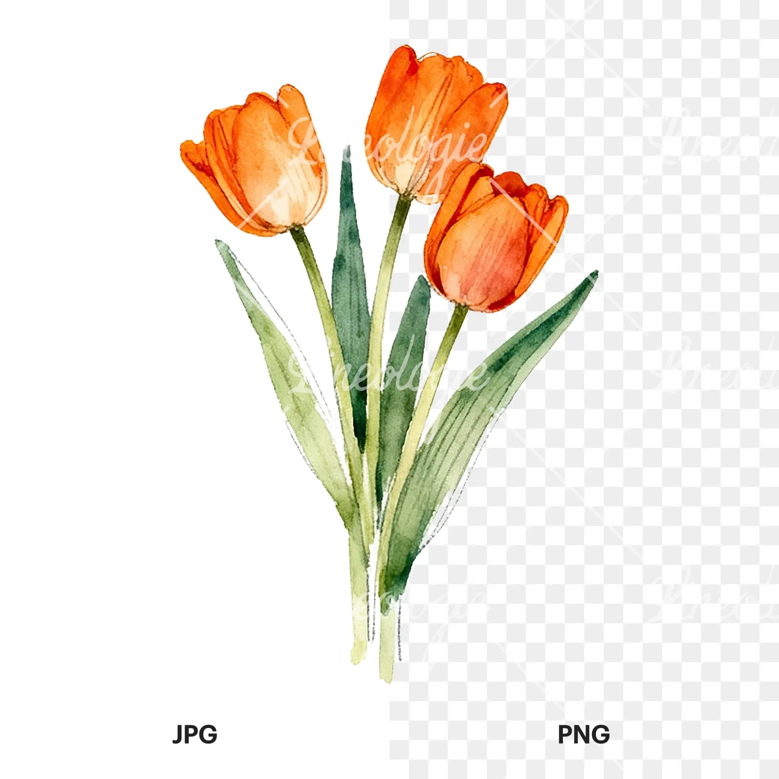 Watercolor orange tulip bouquet clipart 9 of 9, as a JPG on white and a transparent PNG