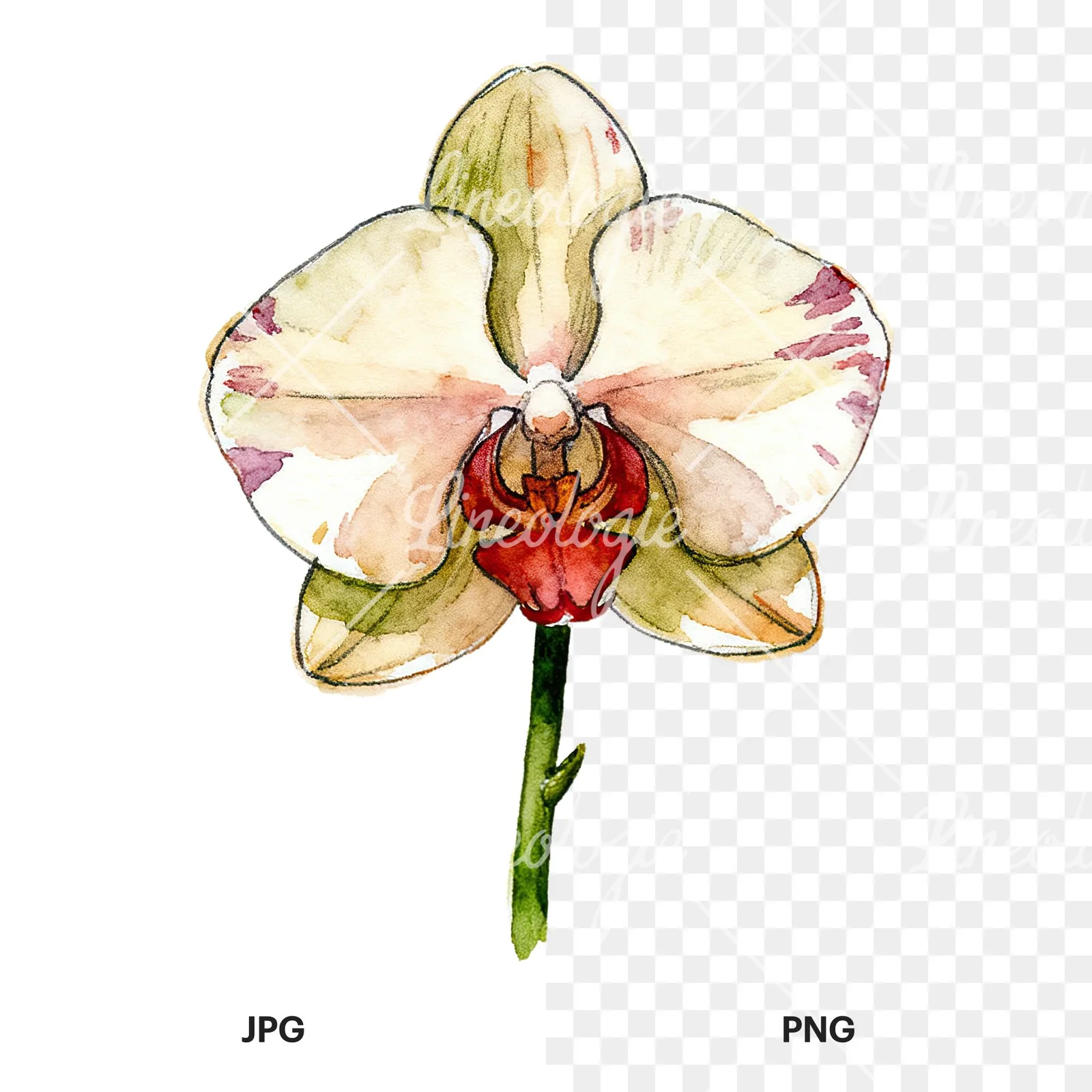 Watercolor orchid flower with stem clipart 1 of 9, as a JPG on white and a transparent PNG