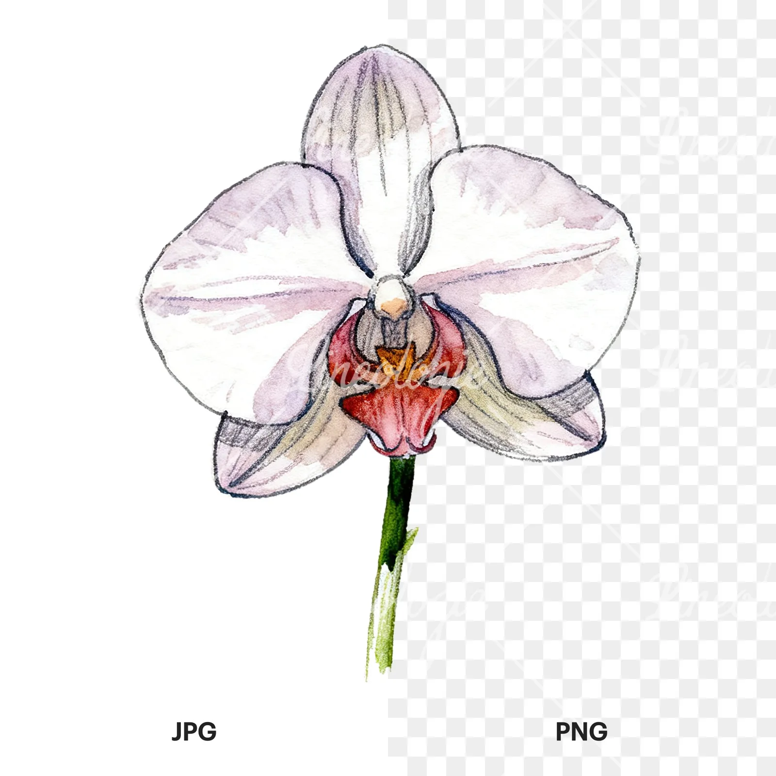 Watercolor orchid flower with stem clipart 2 of 9, as a JPG on white and a transparent PNG