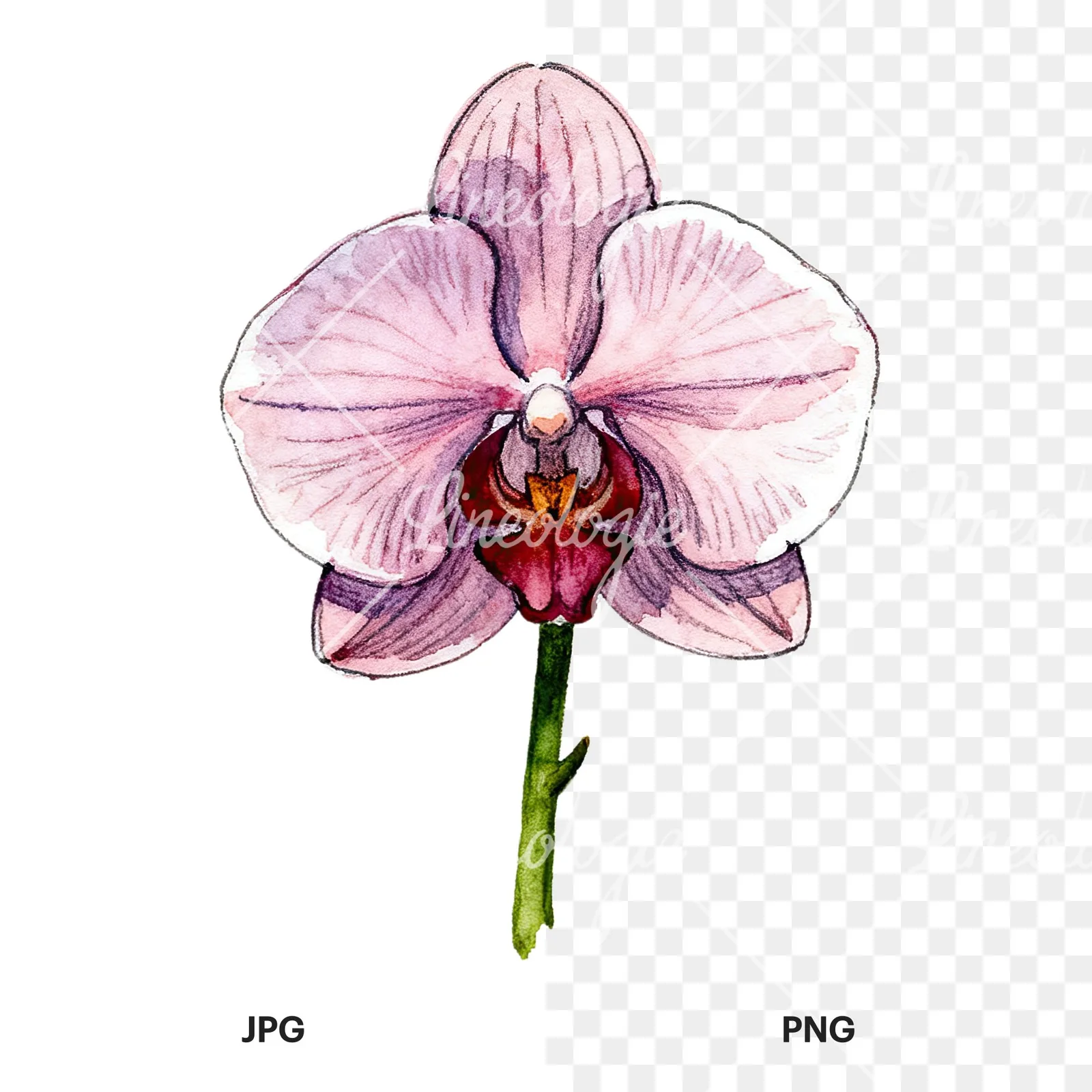 Watercolor orchid flower with stem clipart 3 of 9, as a JPG on white and a transparent PNG