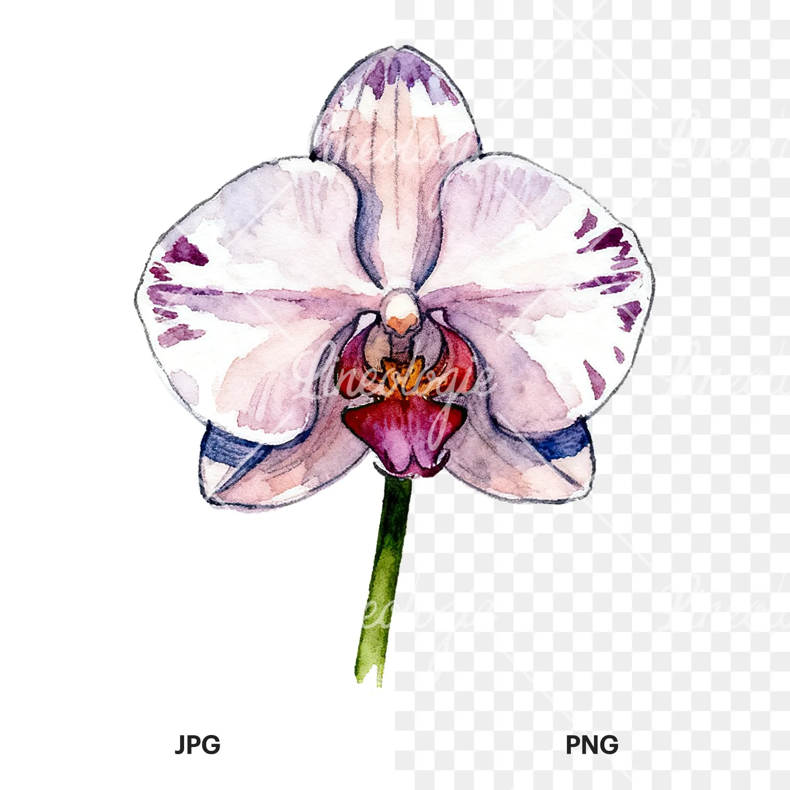 Watercolor orchid flower with stem clipart 4 of 9, as a JPG on white and a transparent PNG
