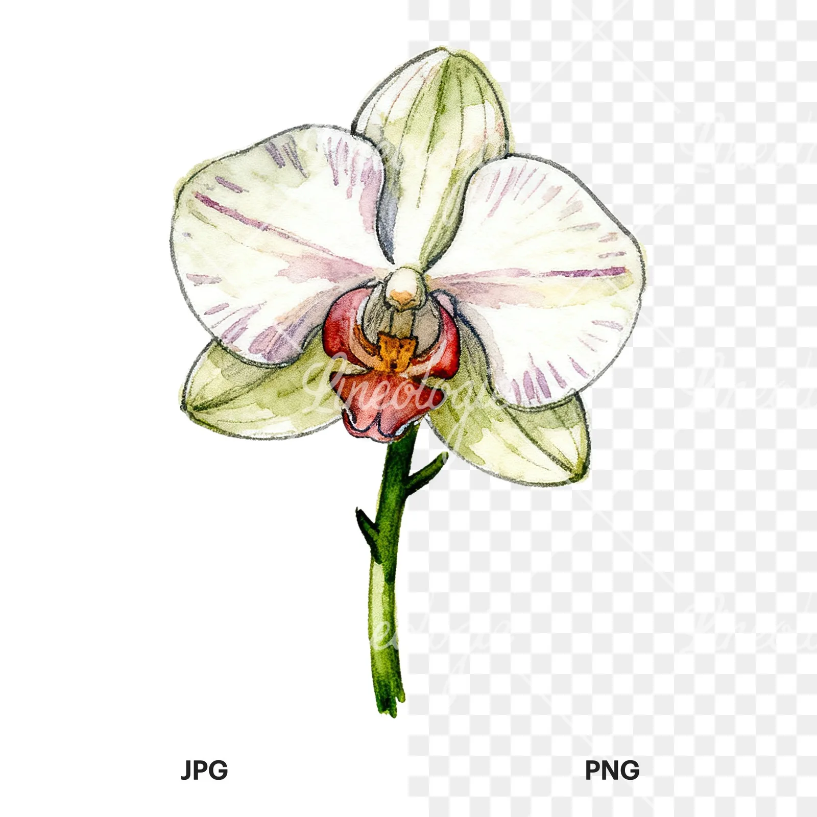 Watercolor orchid flower with stem clipart 5 of 9, as a JPG on white and a transparent PNG