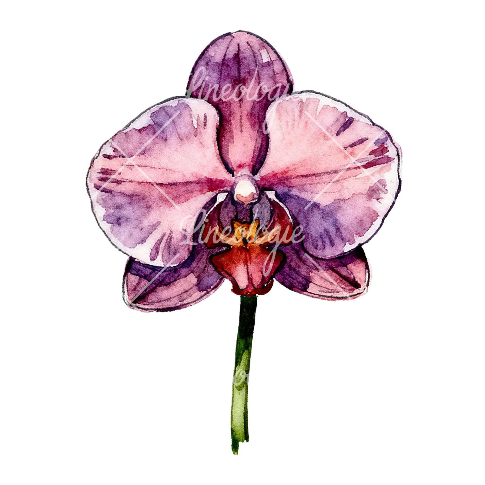 Watercolor orchid flower with stem clipart 6 of 9 on a white background (JPG)