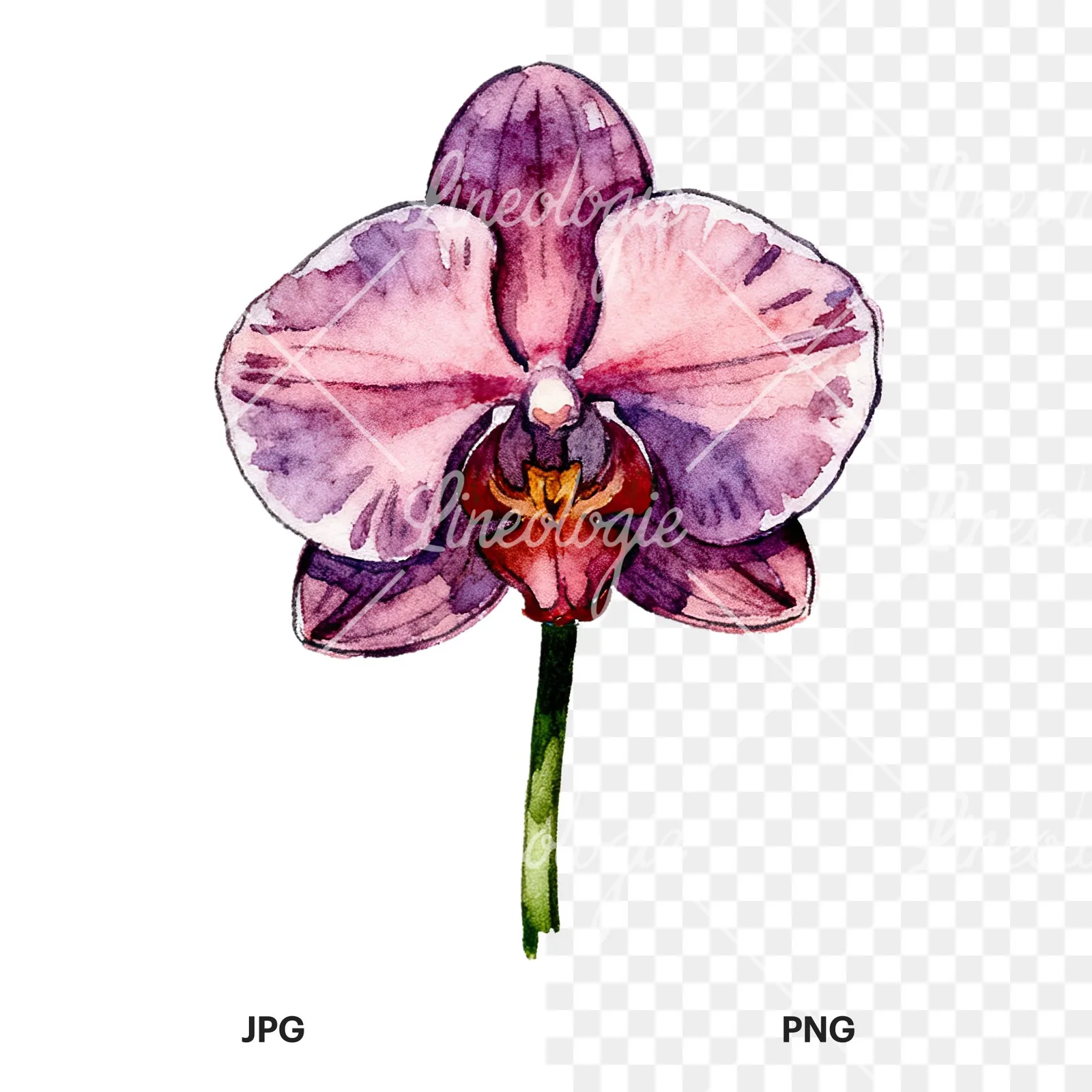Watercolor orchid flower with stem clipart 6 of 9, as a JPG on white and a transparent PNG