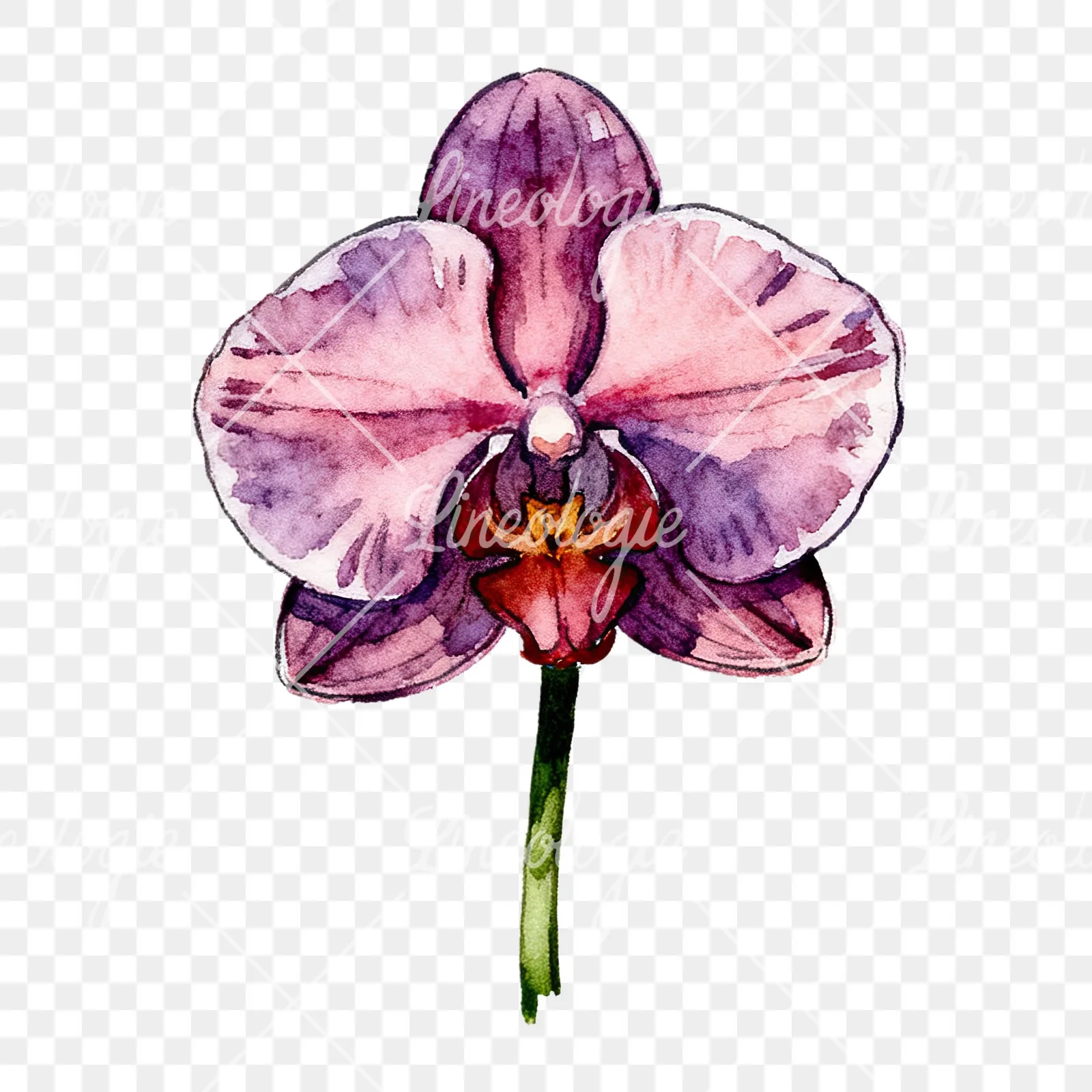 Watercolor orchid flower with stem clipart 6 of 9 on a transparent background (PNG)