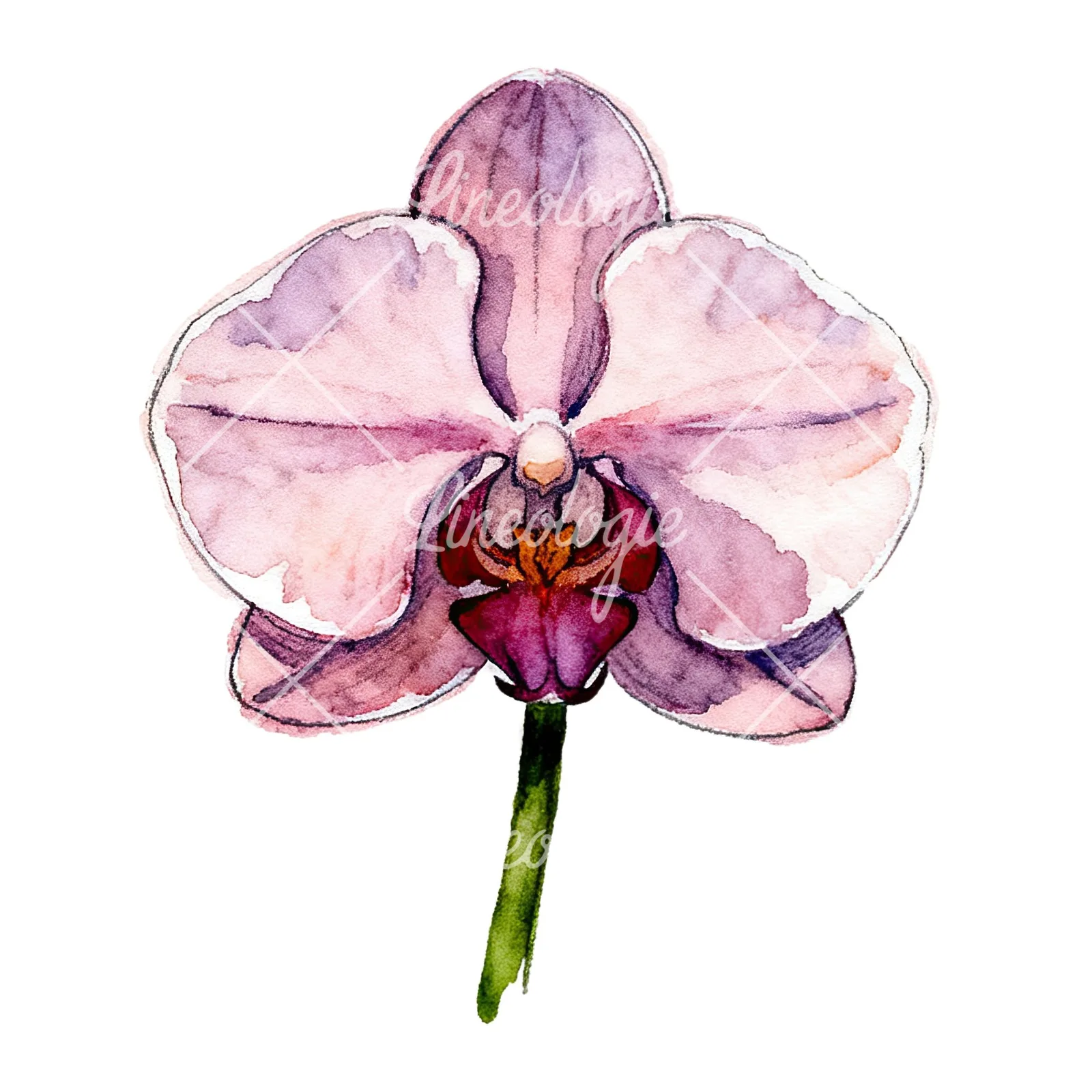 Watercolor orchid flower with stem clipart 7 of 9 on a white background (JPG)