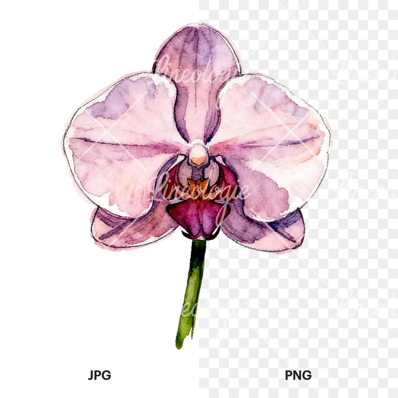 Watercolor orchid flower with stem clipart 7 of 9, as a JPG on white and a transparent PNG
