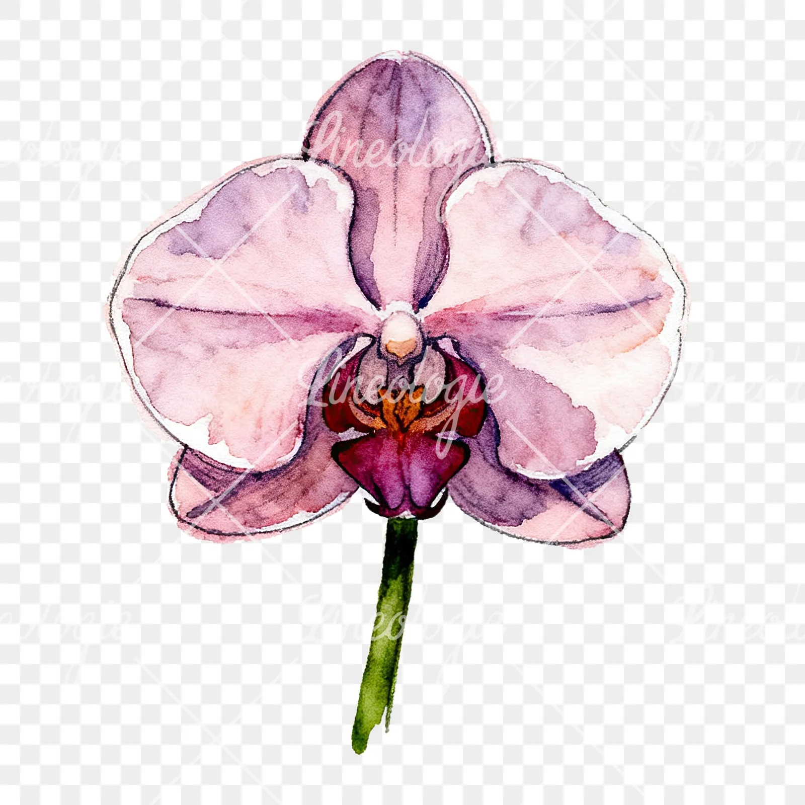 Watercolor orchid flower with stem clipart 7 of 9 on a transparent background (PNG)