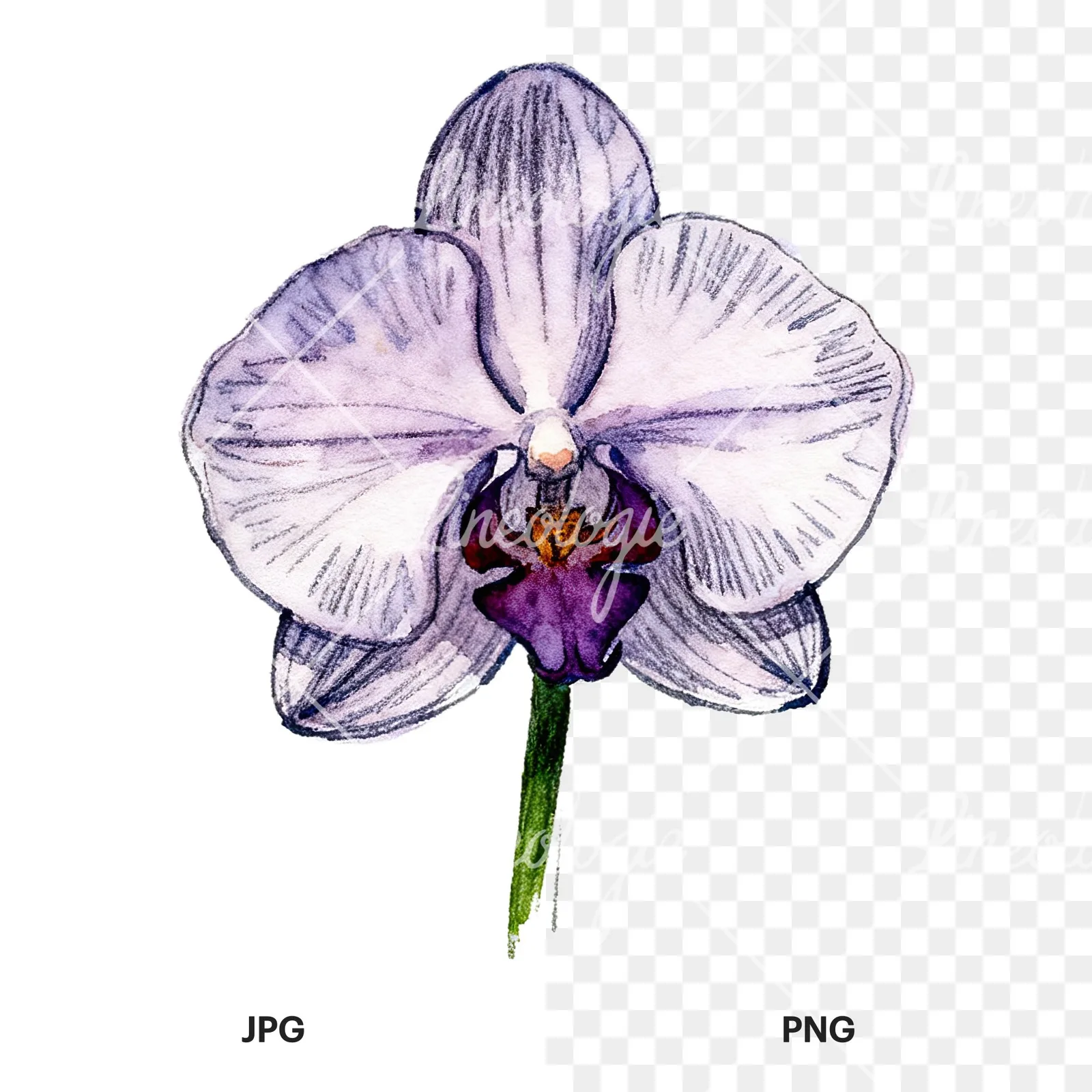 Watercolor orchid flower with stem clipart 8 of 9, as a JPG on white and a transparent PNG