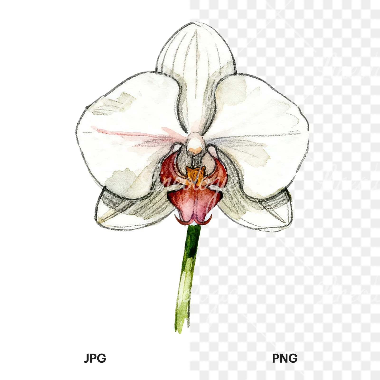 Watercolor orchid flower with stem clipart 9 of 9, as a JPG on white and a transparent PNG