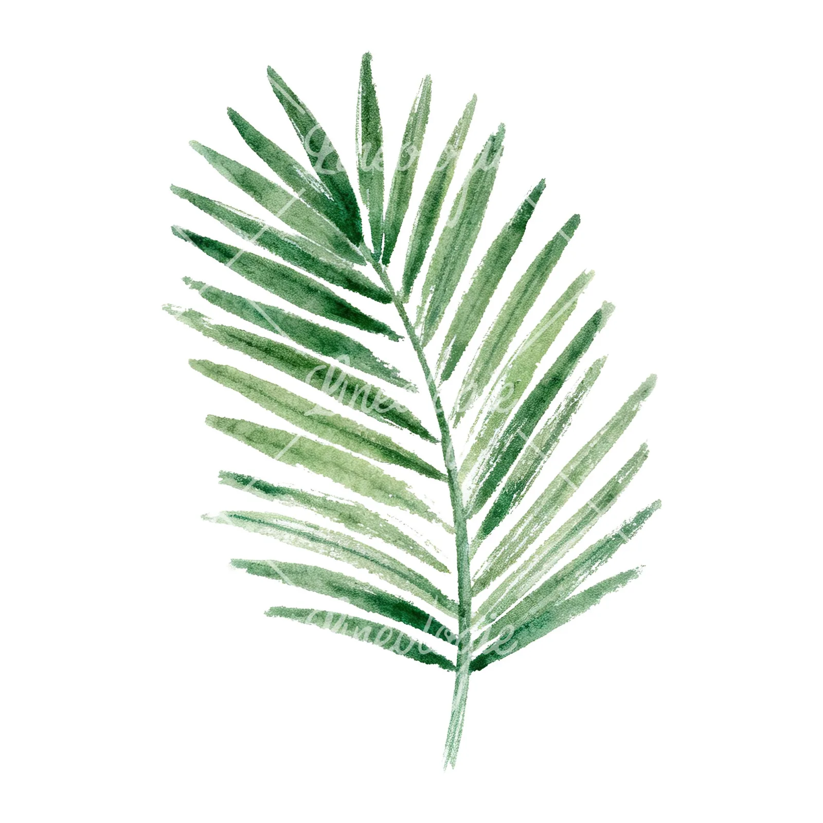 Watercolor grayscale and green palm leaf clipart 2 of 9 on a white background (JPG)