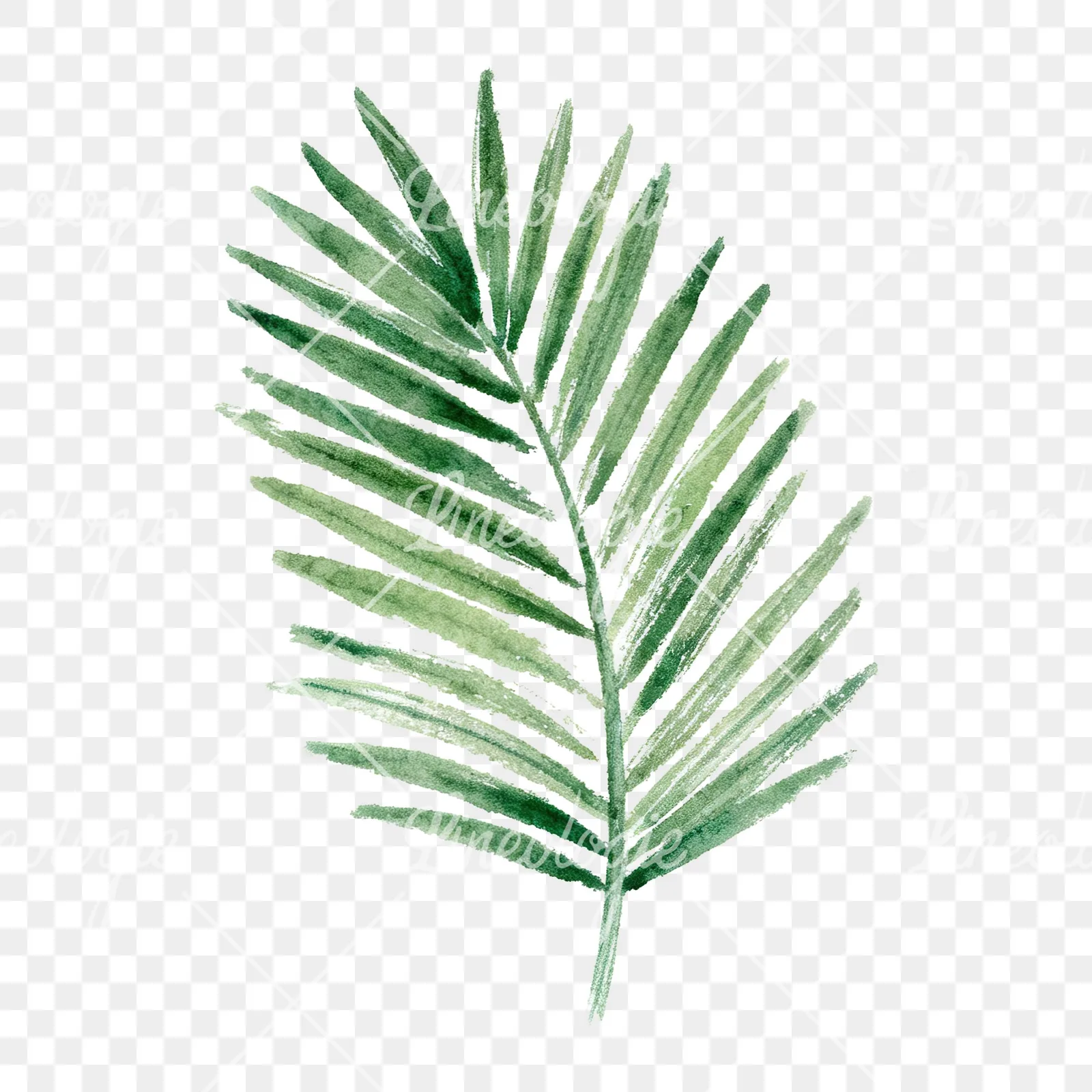 Watercolor grayscale and green palm leaf clipart 2 of 9 on a transparent background (PNG)