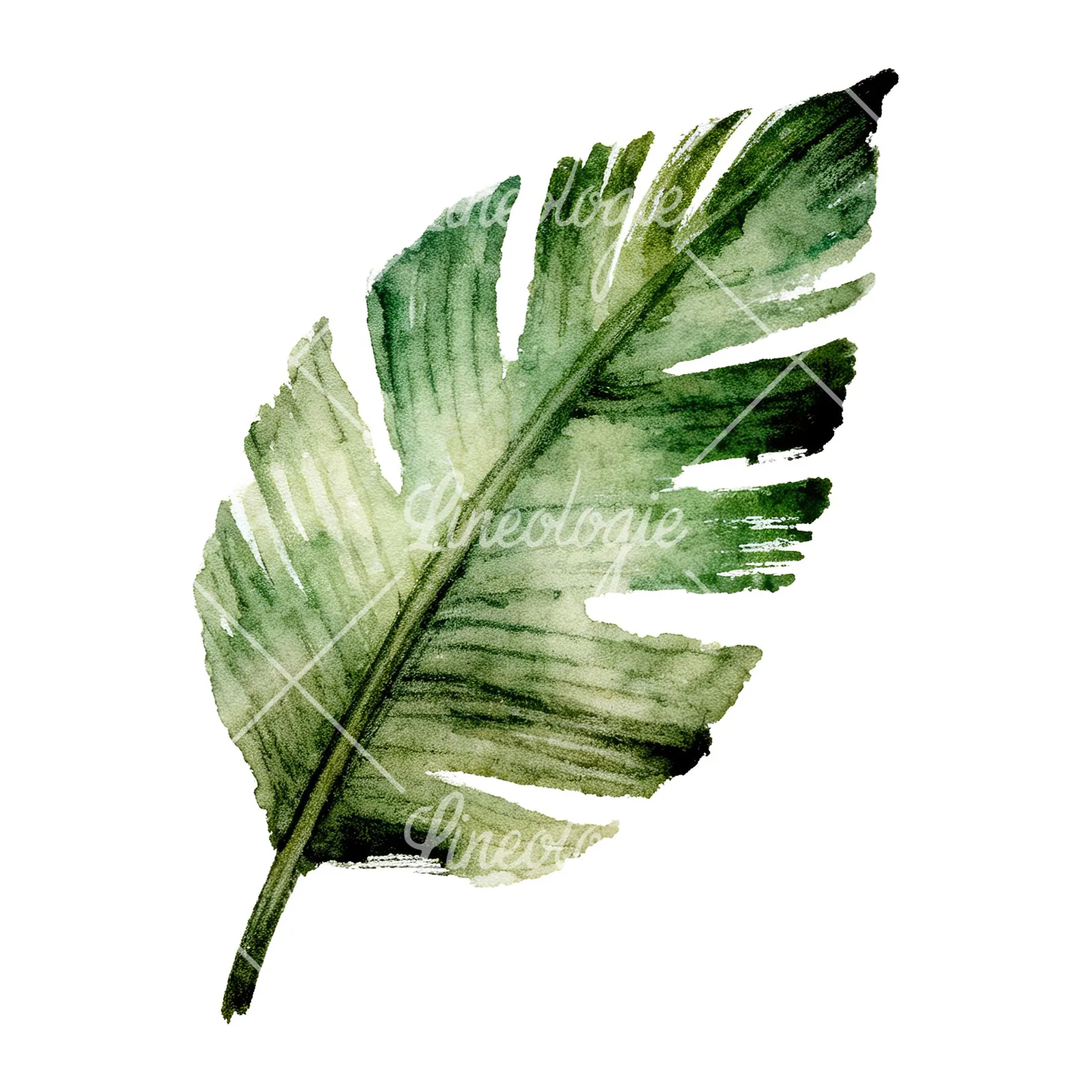 Watercolor grayscale and green palm leaf clipart 3 of 9 on a white background (JPG)