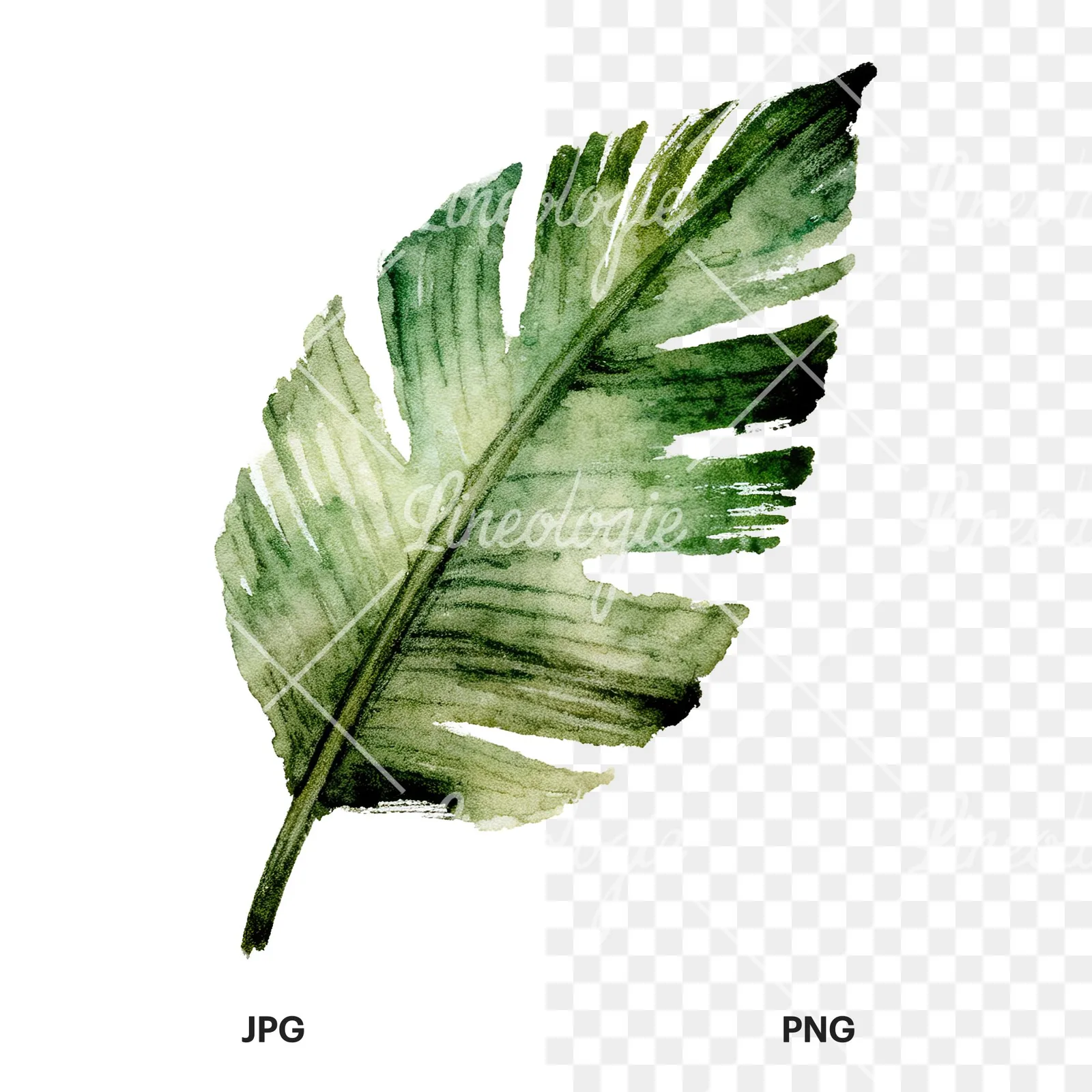 Watercolor grayscale and green palm leaf clipart 3 of 9, as a JPG on white and a transparent PNG