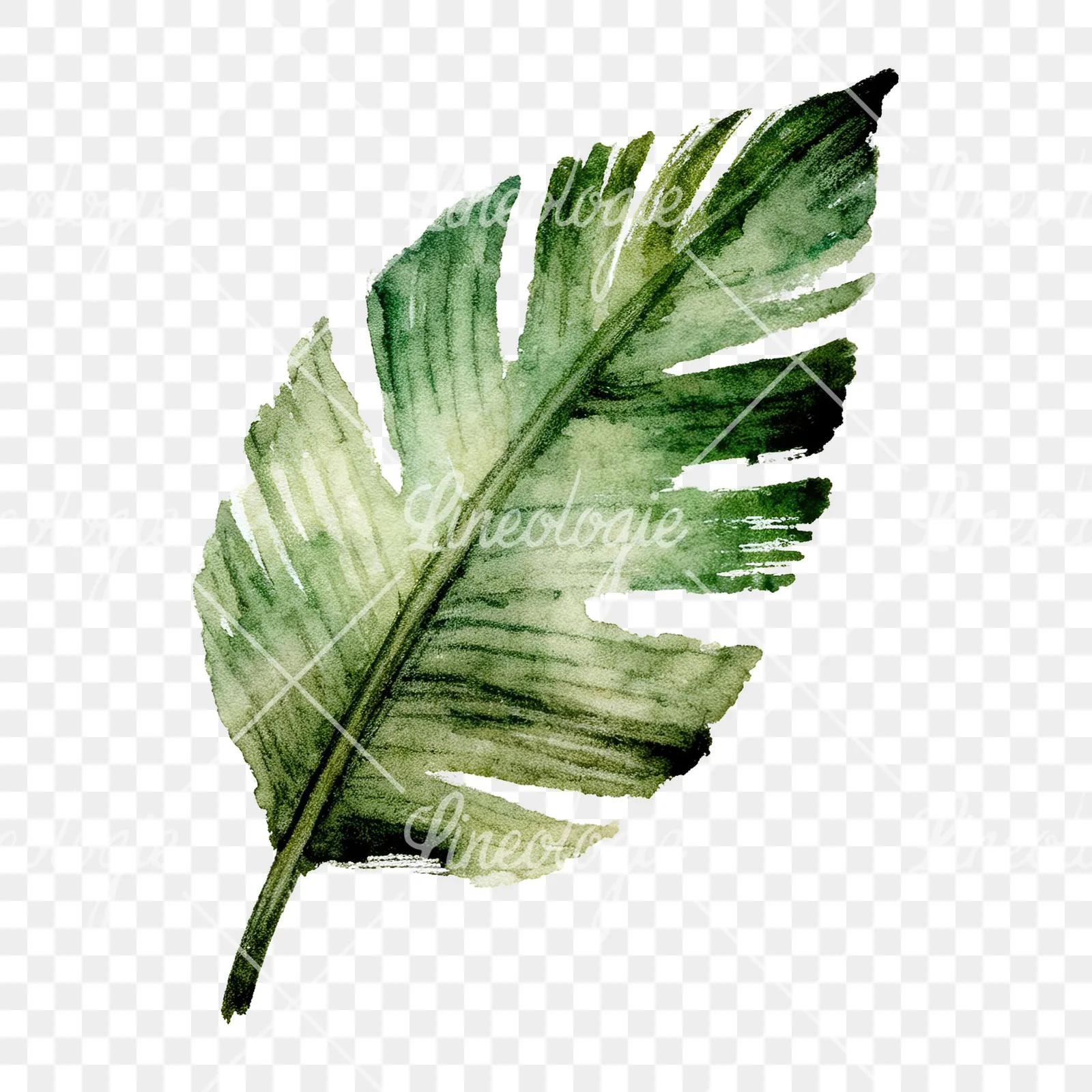 Watercolor grayscale and green palm leaf clipart 3 of 9 on a transparent background (PNG)