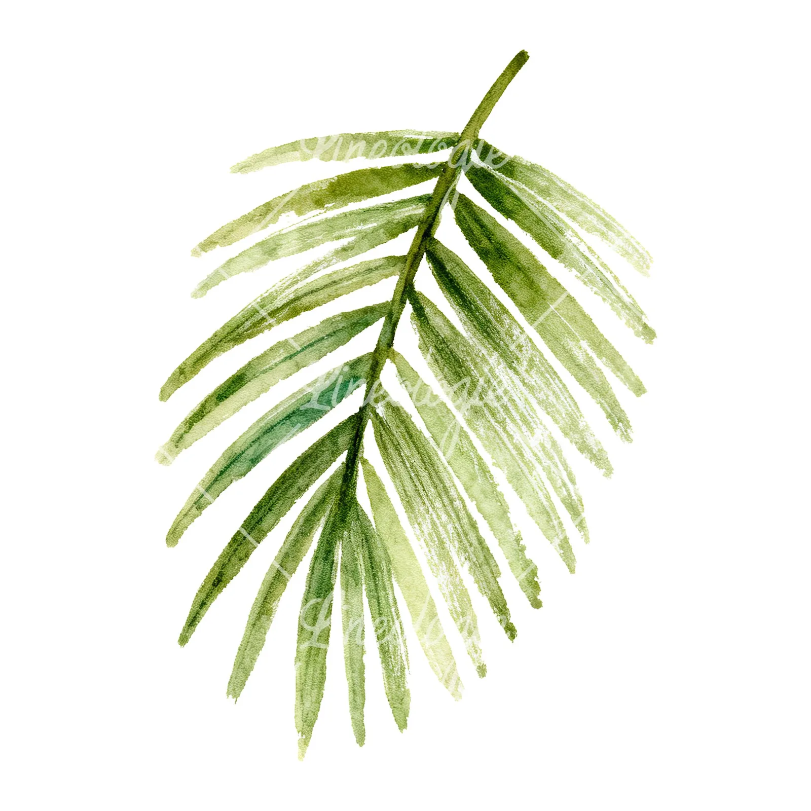 Watercolor grayscale and green palm leaf clipart 5 of 9 on a white background (JPG)