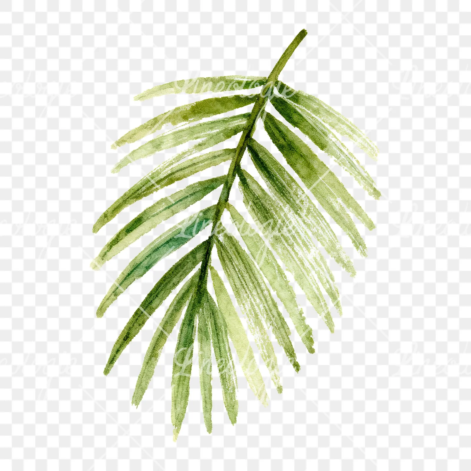 Watercolor grayscale and green palm leaf clipart 5 of 9 on a transparent background (PNG)