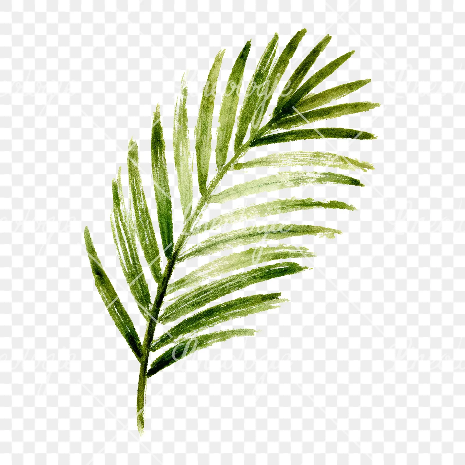 Watercolor grayscale and green palm leaf clipart 6 of 9 on a transparent background (PNG)