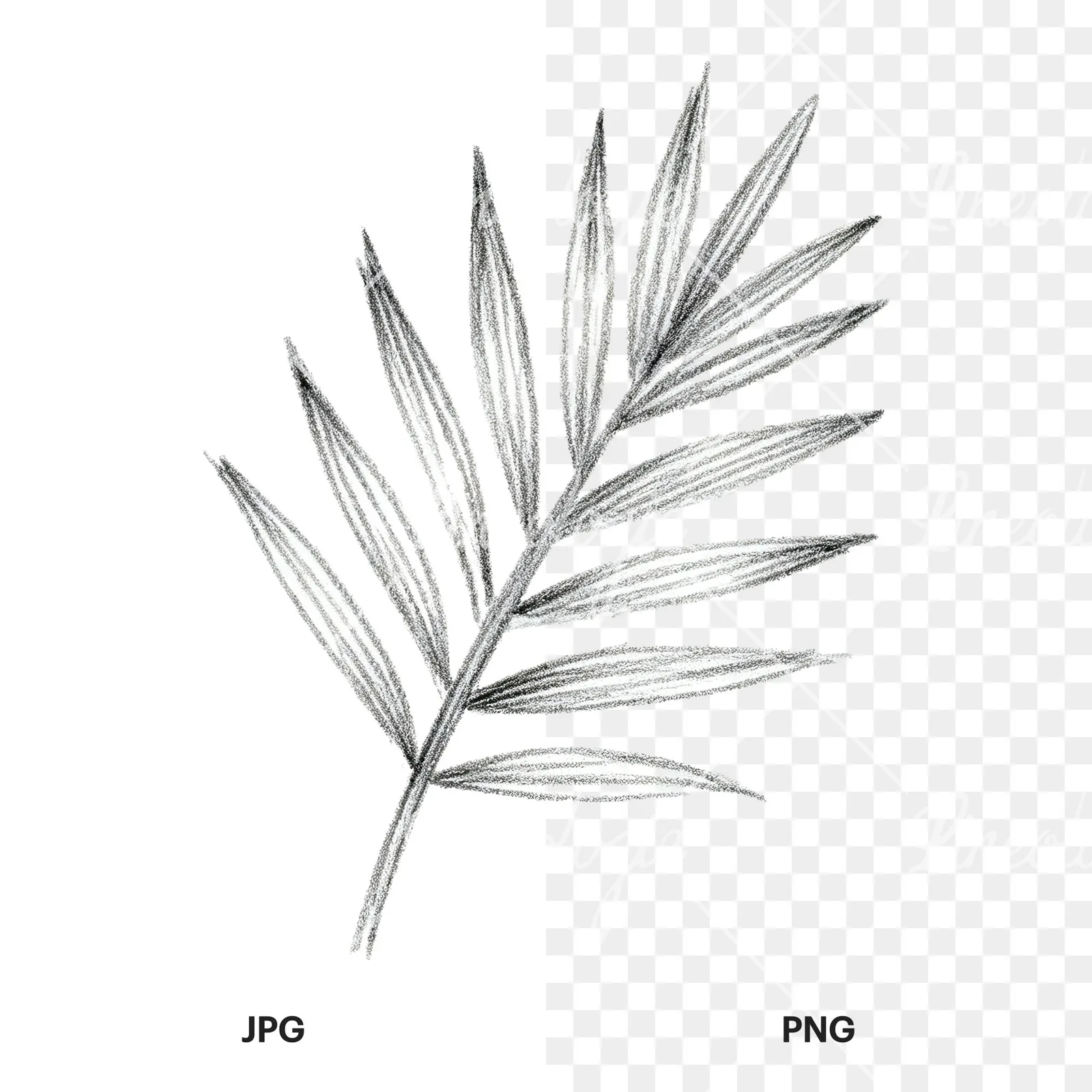 Watercolor grayscale and green palm leaf clipart 9 of 9, as a JPG on white and a transparent PNG