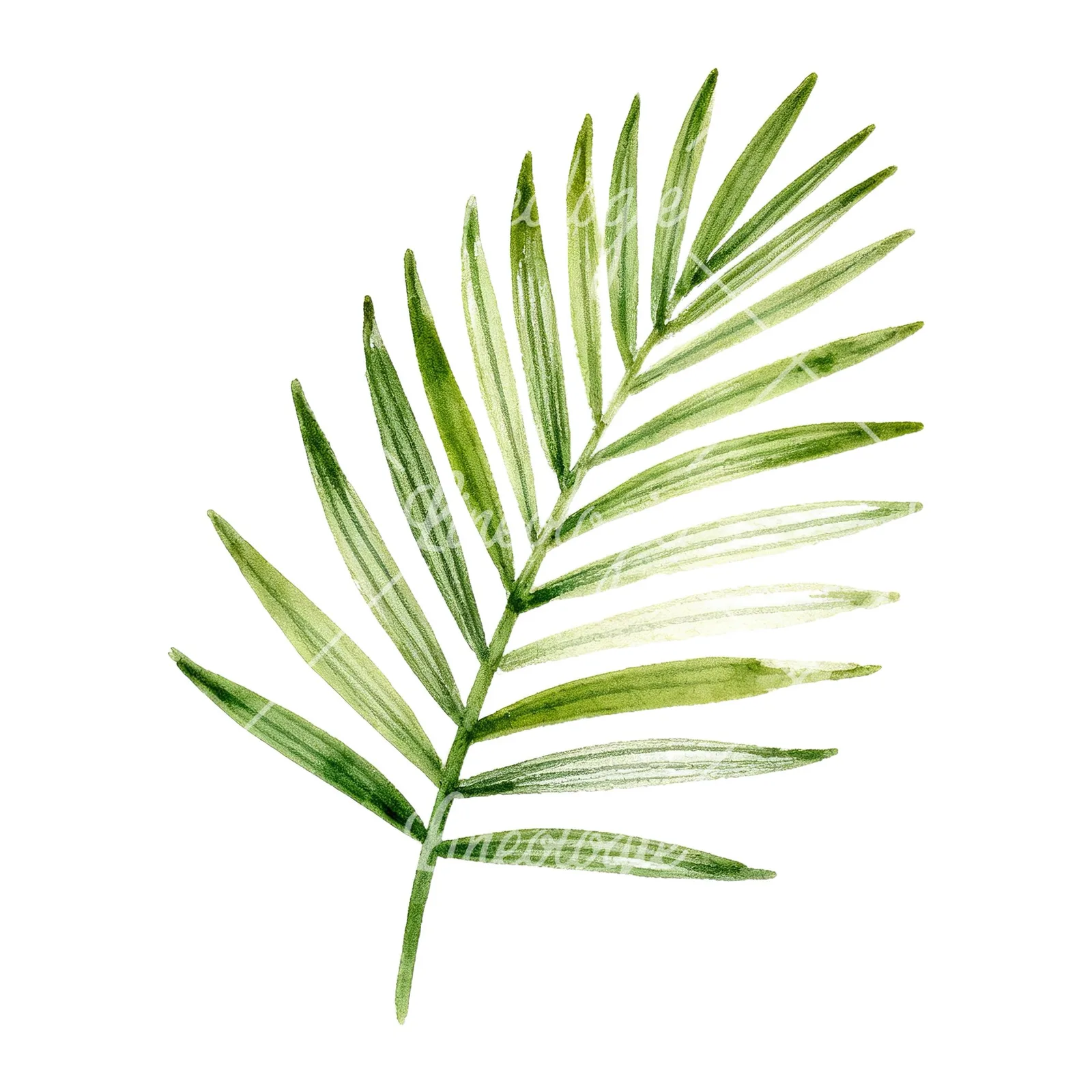 Watercolor slender and broad palm leaf cluster clipart 1 of 9 on a white background (JPG)
