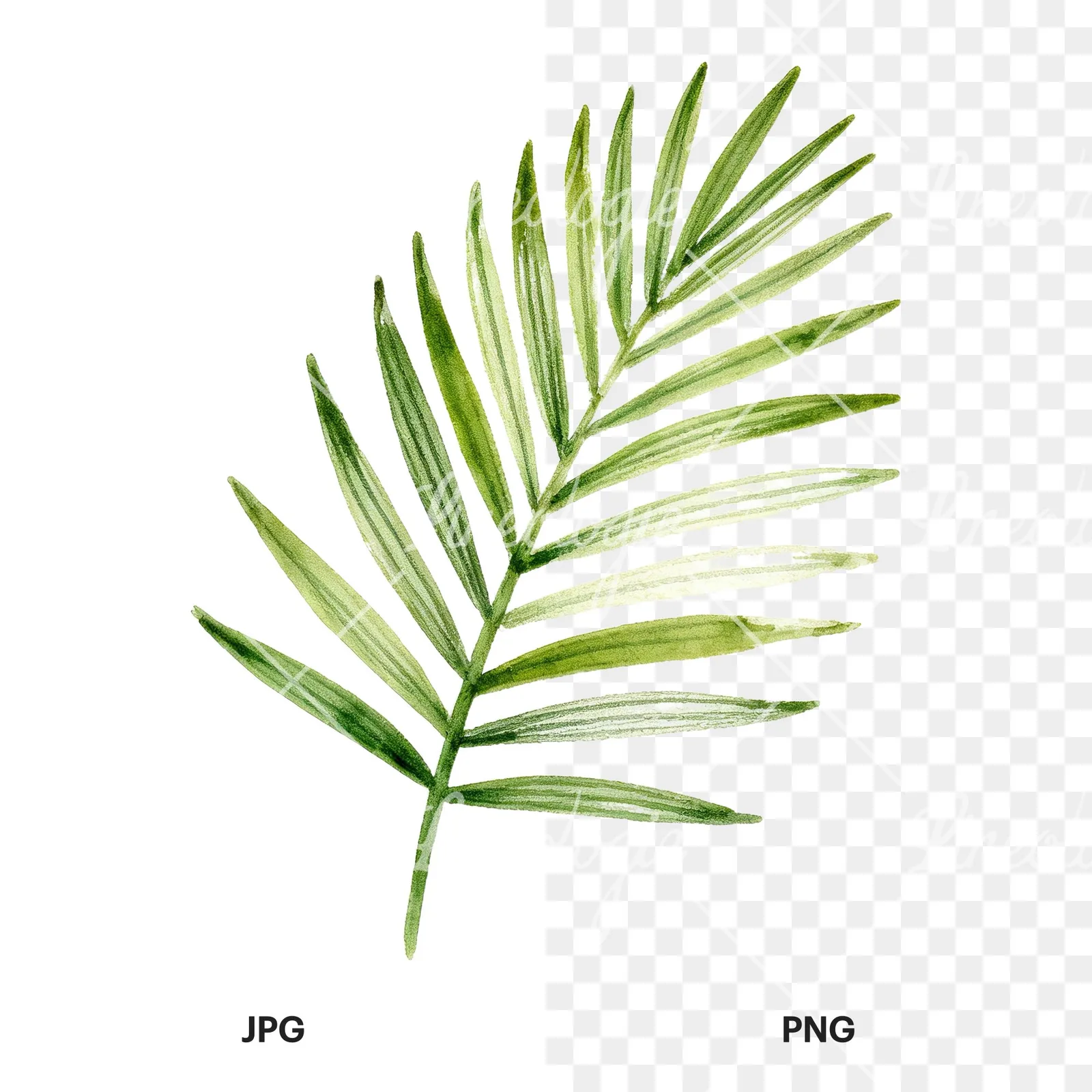 Watercolor slender and broad palm leaf cluster clipart 1 of 9, as a JPG on white and a transparent PNG