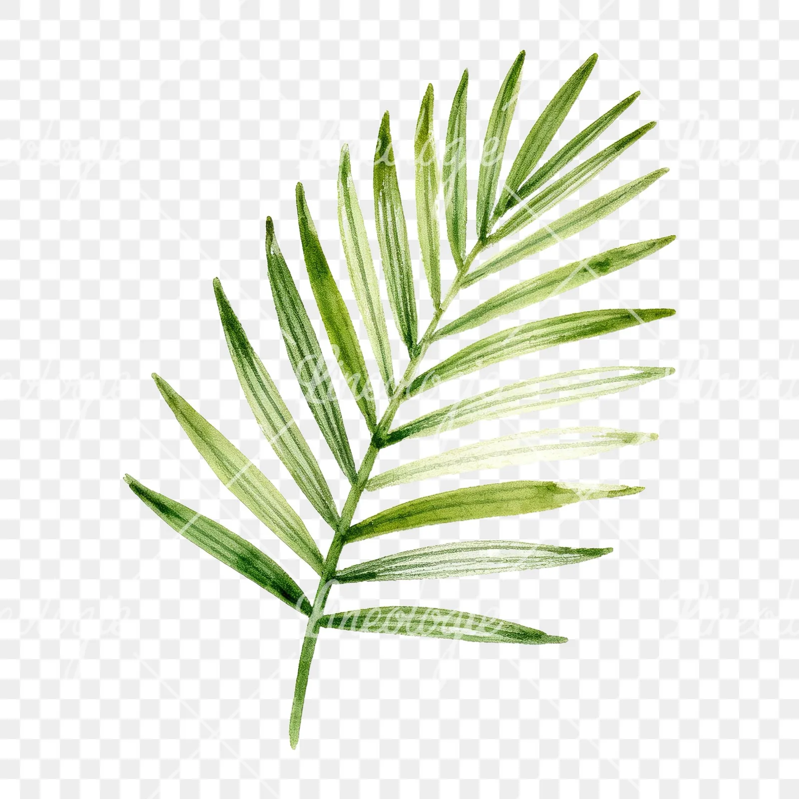 Watercolor slender and broad palm leaf cluster clipart 1 of 9 on a transparent background (PNG)
