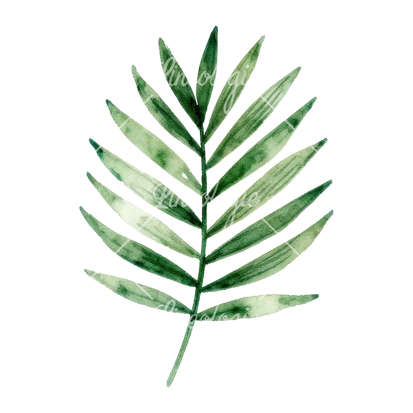 Watercolor slender and broad palm leaf cluster clipart 2 of 9 on a white background (JPG)