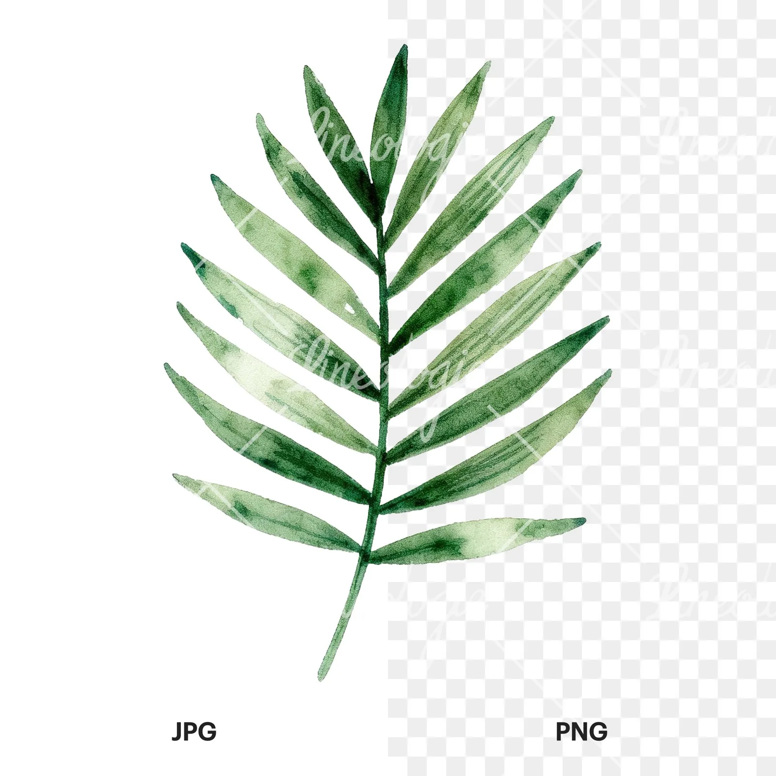 Watercolor slender and broad palm leaf cluster clipart 2 of 9, as a JPG on white and a transparent PNG