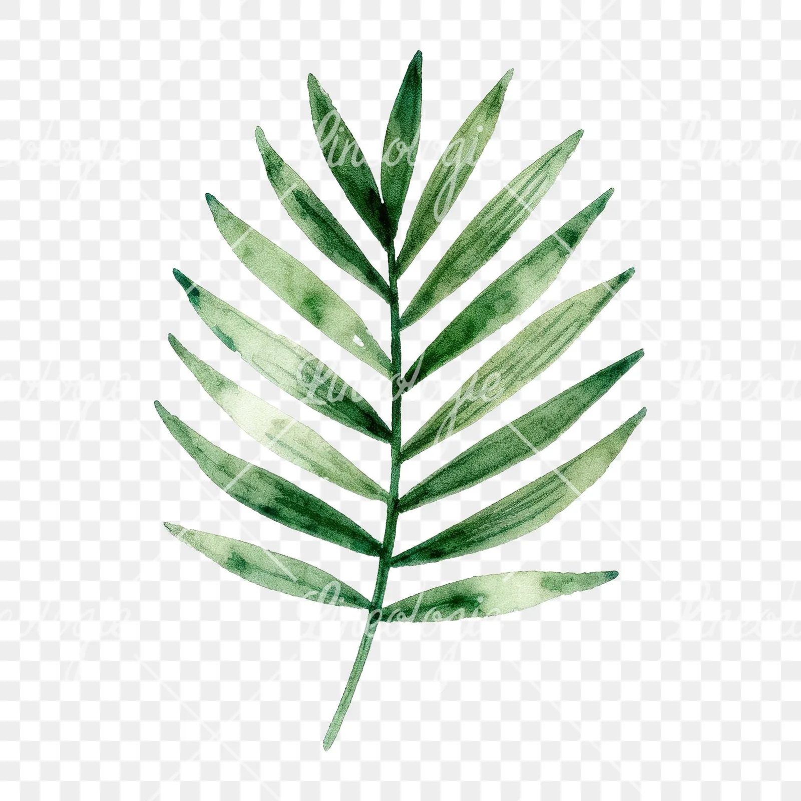 Watercolor slender and broad palm leaf cluster clipart 2 of 9 on a transparent background (PNG)