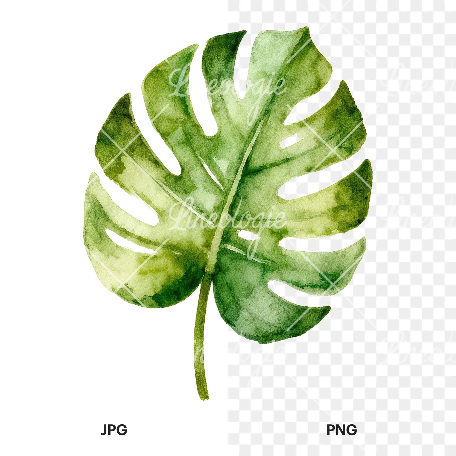 Watercolor slender and broad palm leaf cluster clipart 3 of 9, as a JPG on white and a transparent PNG