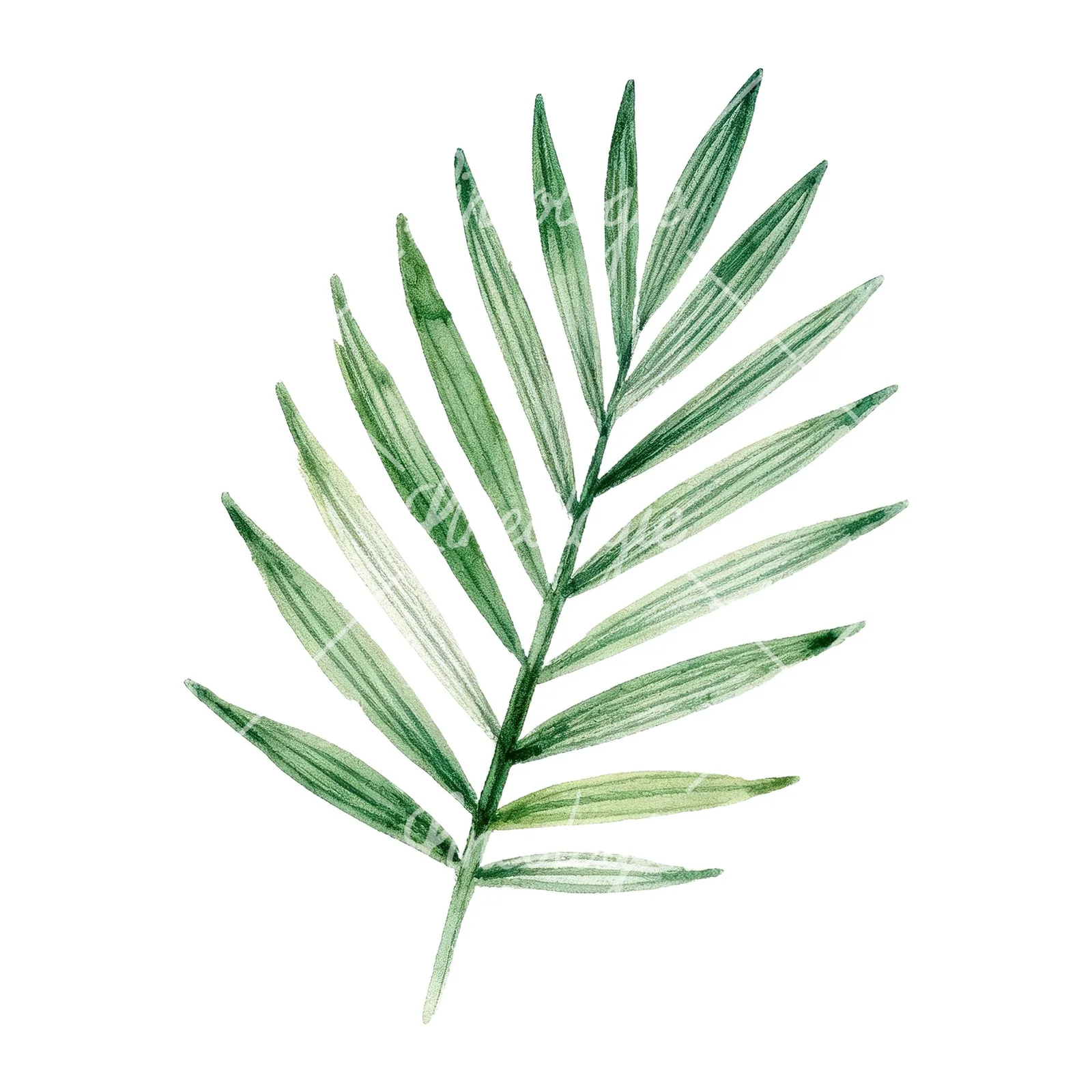 Watercolor slender and broad palm leaf cluster clipart 4 of 9 on a white background (JPG)