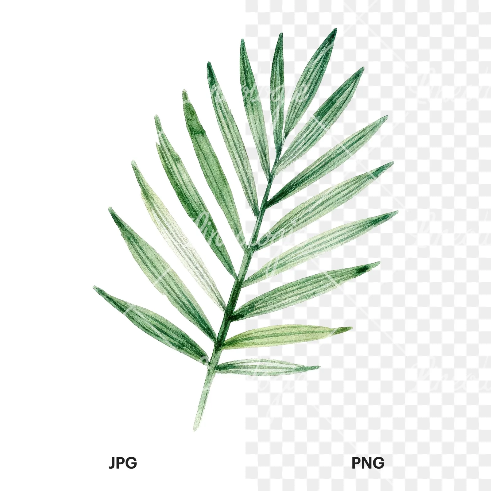 Watercolor slender and broad palm leaf cluster clipart 4 of 9, as a JPG on white and a transparent PNG