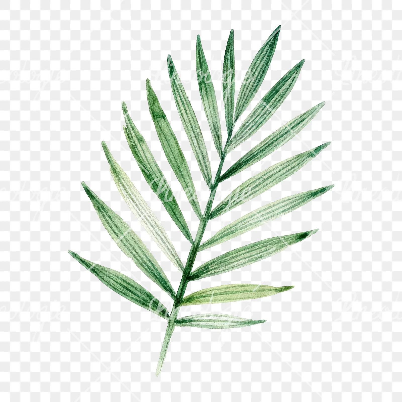 Watercolor slender and broad palm leaf cluster clipart 4 of 9 on a transparent background (PNG)