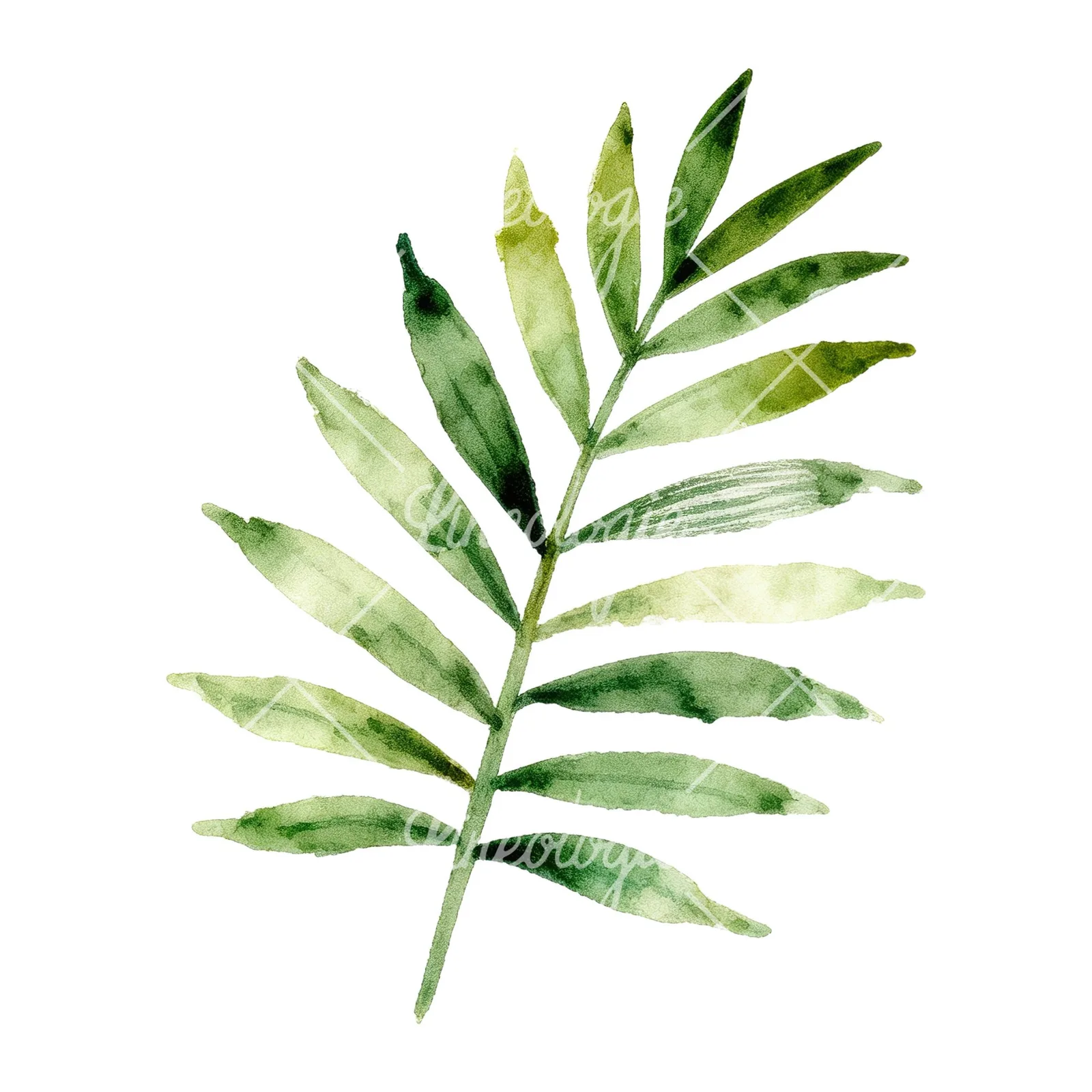 Watercolor slender and broad palm leaf cluster clipart 5 of 9 on a white background (JPG)