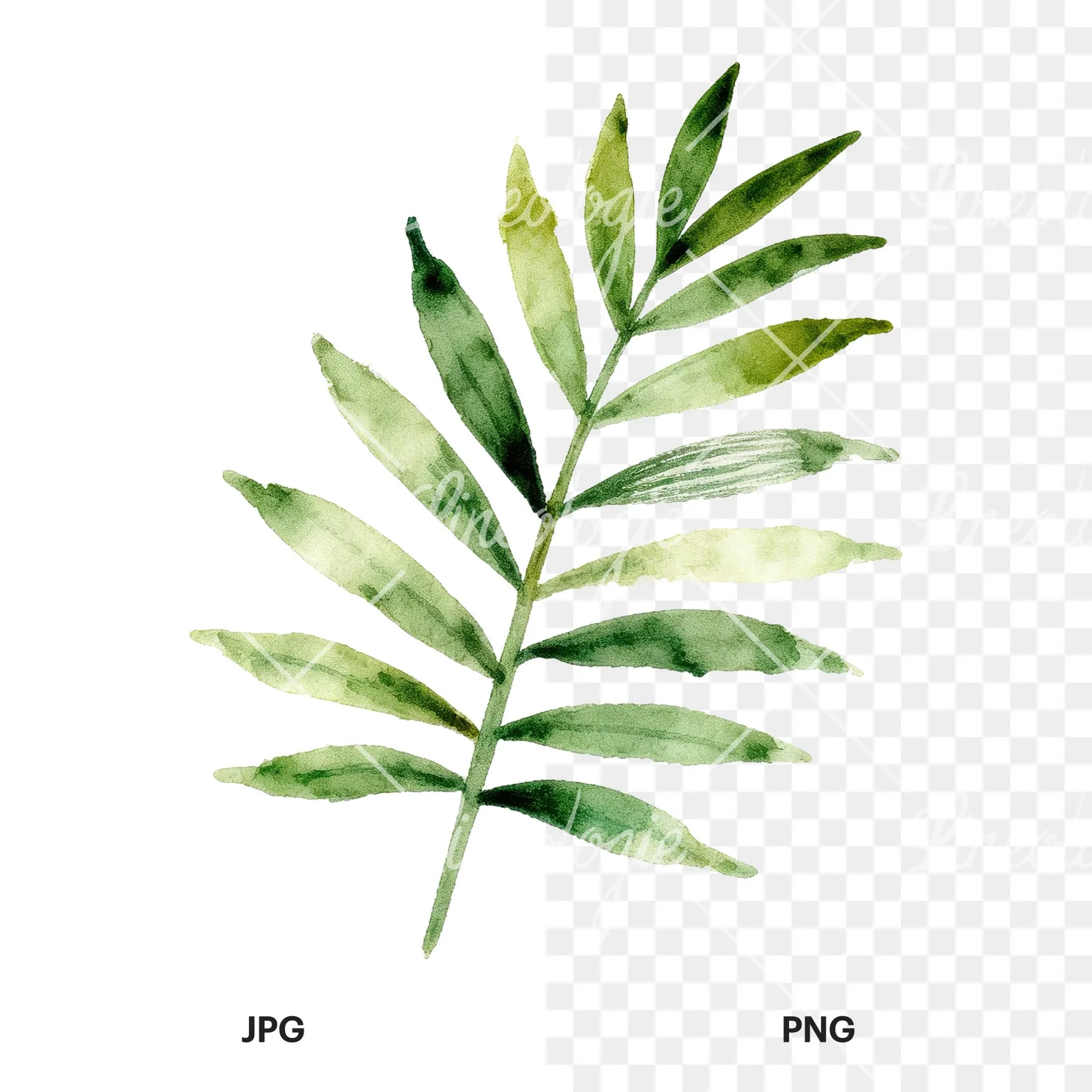 Watercolor slender and broad palm leaf cluster clipart 5 of 9, as a JPG on white and a transparent PNG