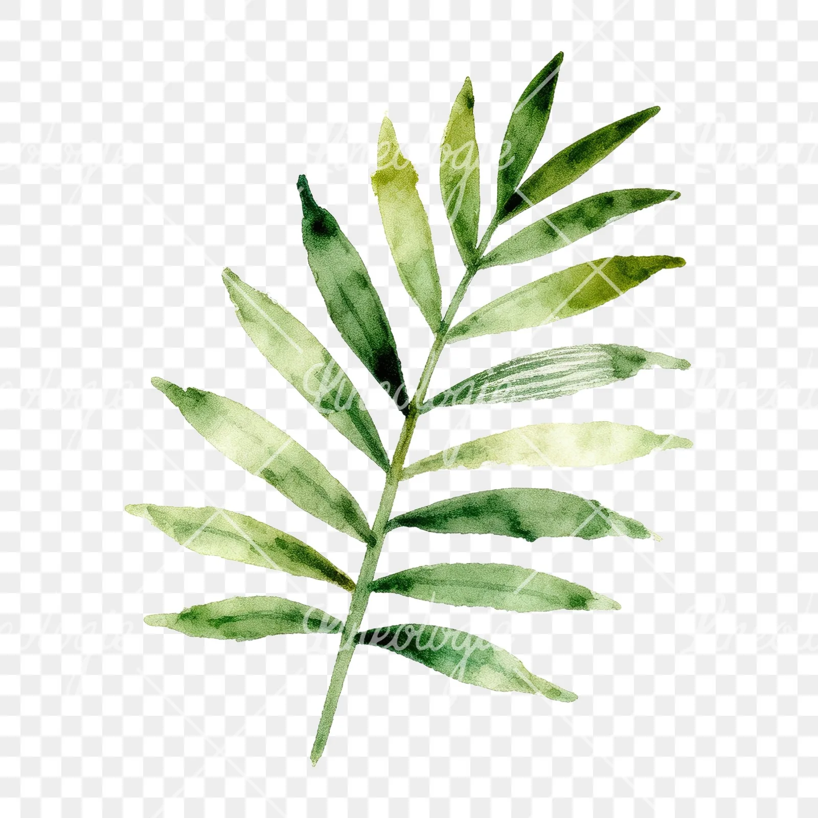 Watercolor slender and broad palm leaf cluster clipart 5 of 9 on a transparent background (PNG)
