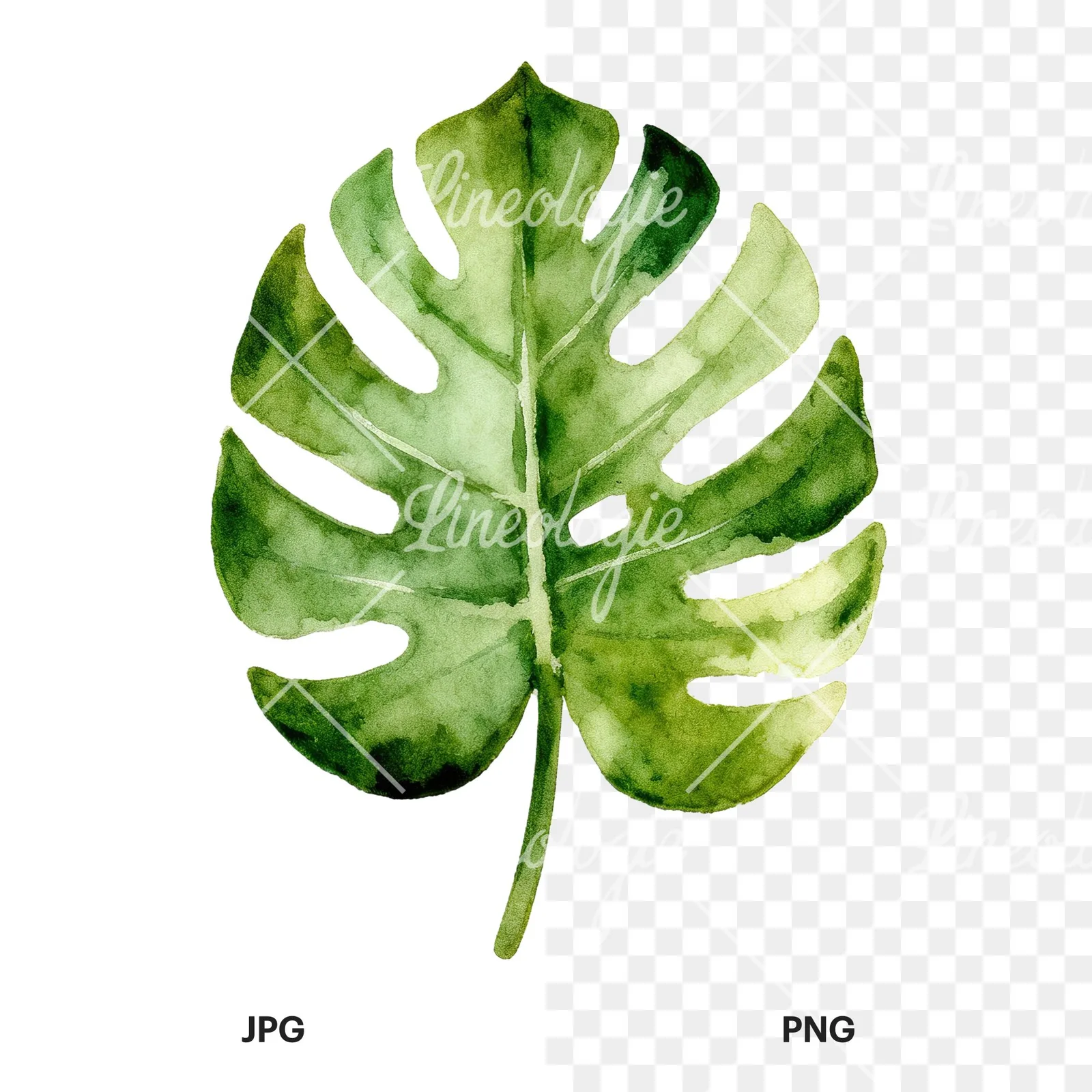 Watercolor slender and broad palm leaf cluster clipart 6 of 9, as a JPG on white and a transparent PNG