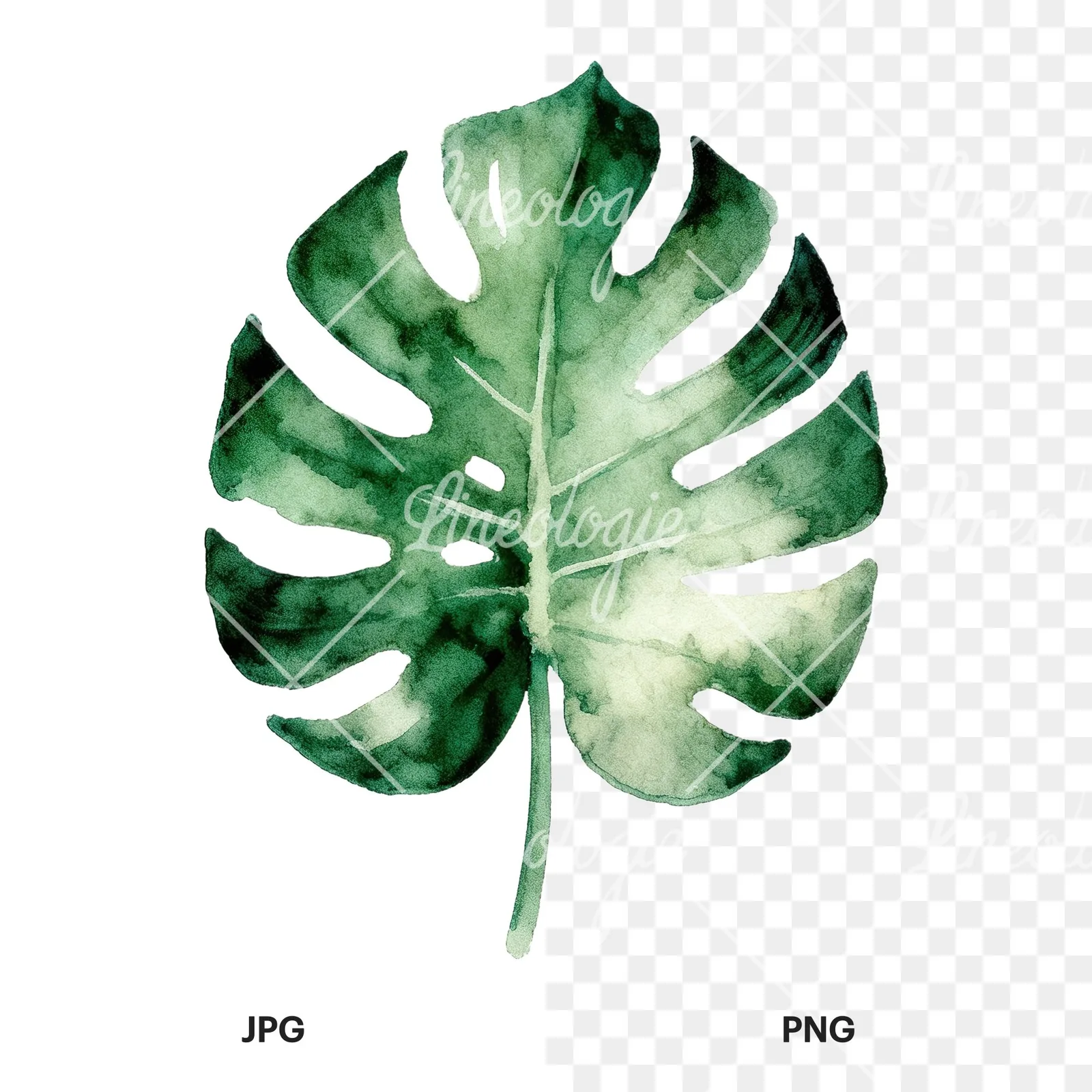 Watercolor slender and broad palm leaf cluster clipart 7 of 9, as a JPG on white and a transparent PNG