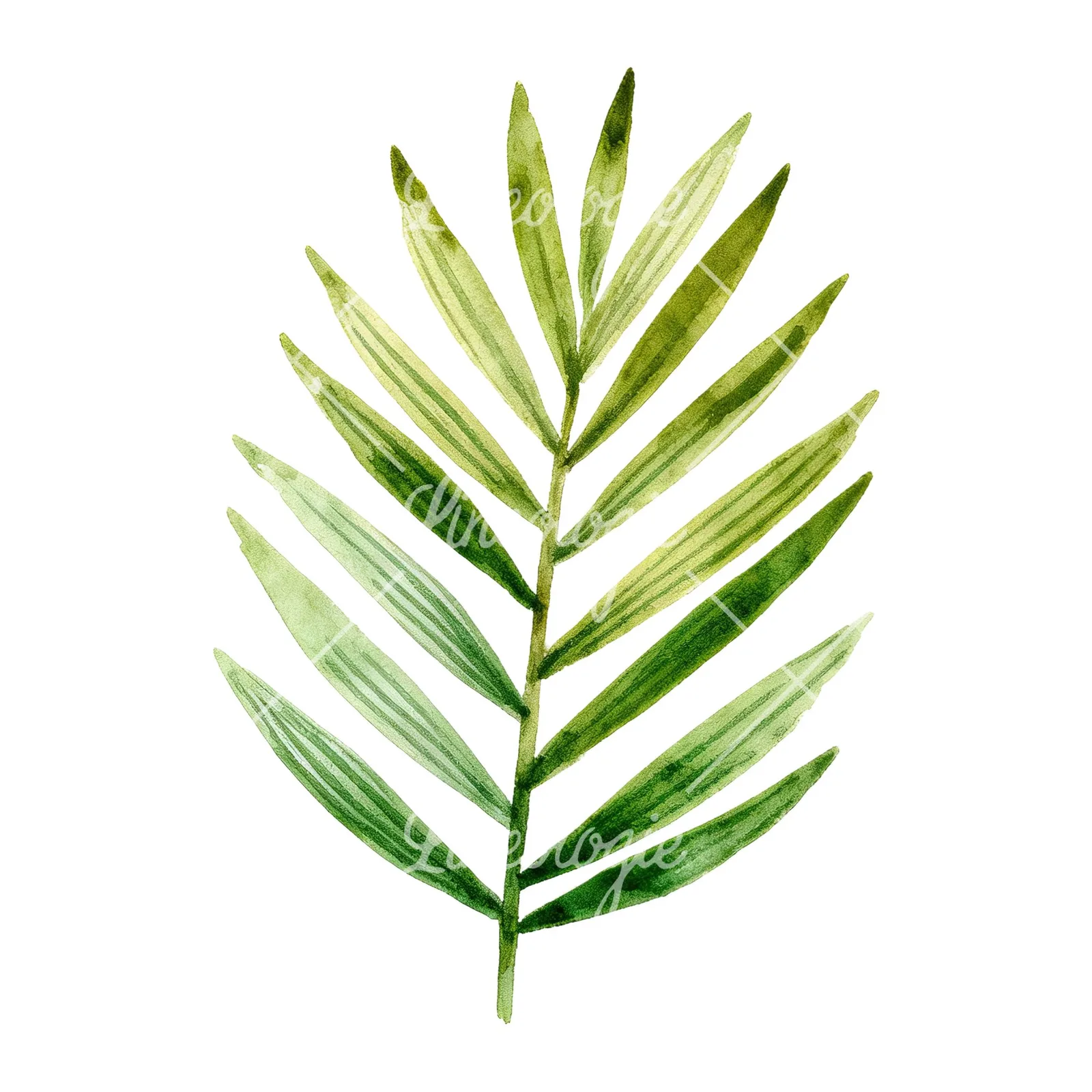 Watercolor slender and broad palm leaf cluster clipart 8 of 9 on a white background (JPG)