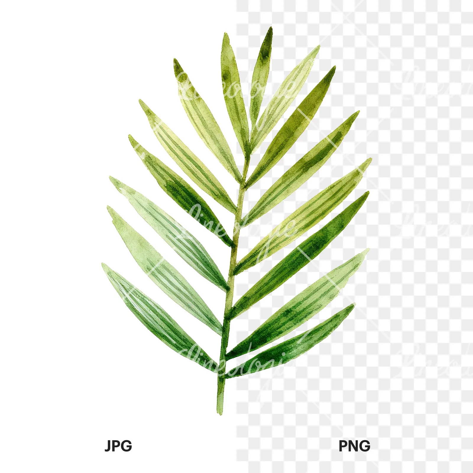 Watercolor slender and broad palm leaf cluster clipart 8 of 9, as a JPG on white and a transparent PNG