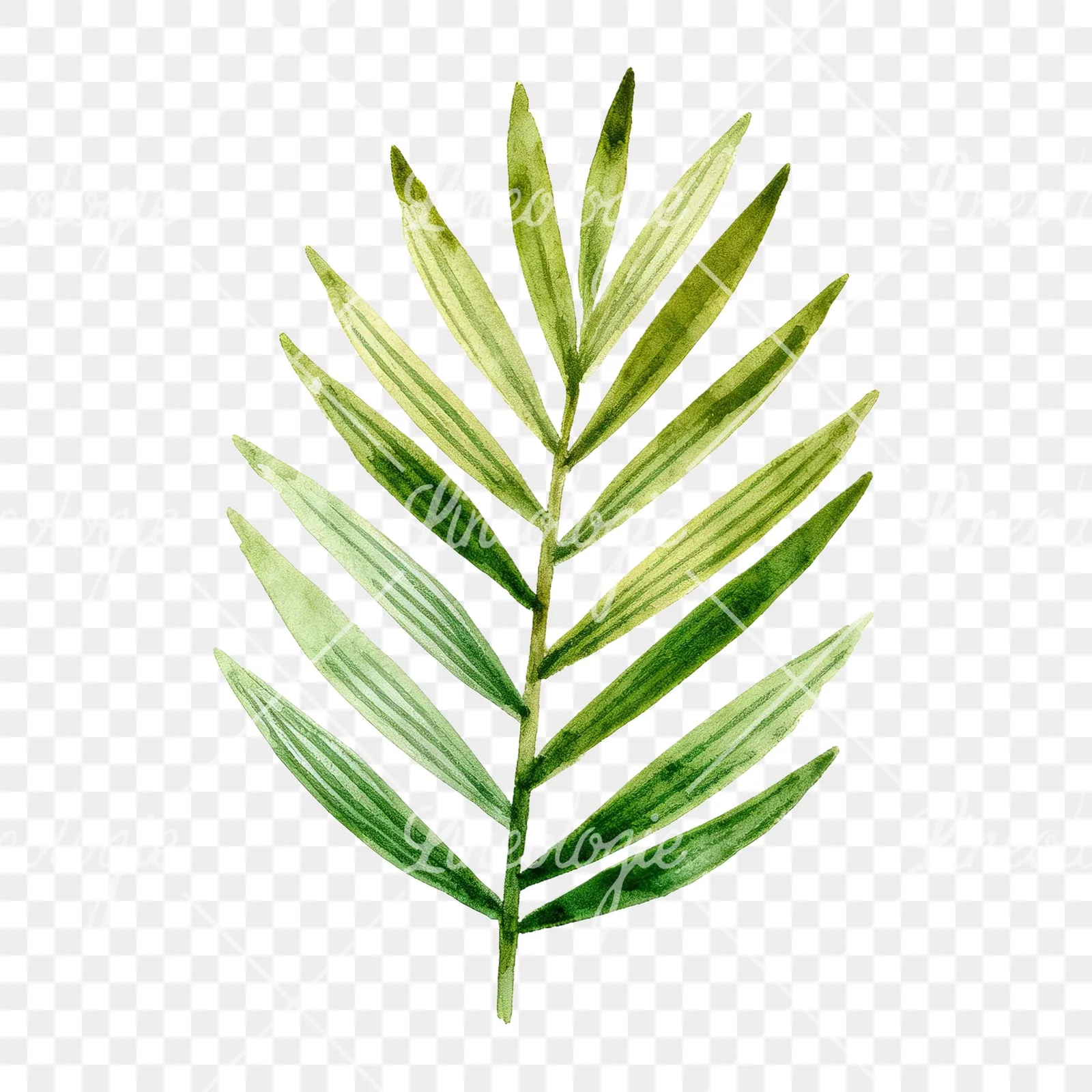 Watercolor slender and broad palm leaf cluster clipart 8 of 9 on a transparent background (PNG)