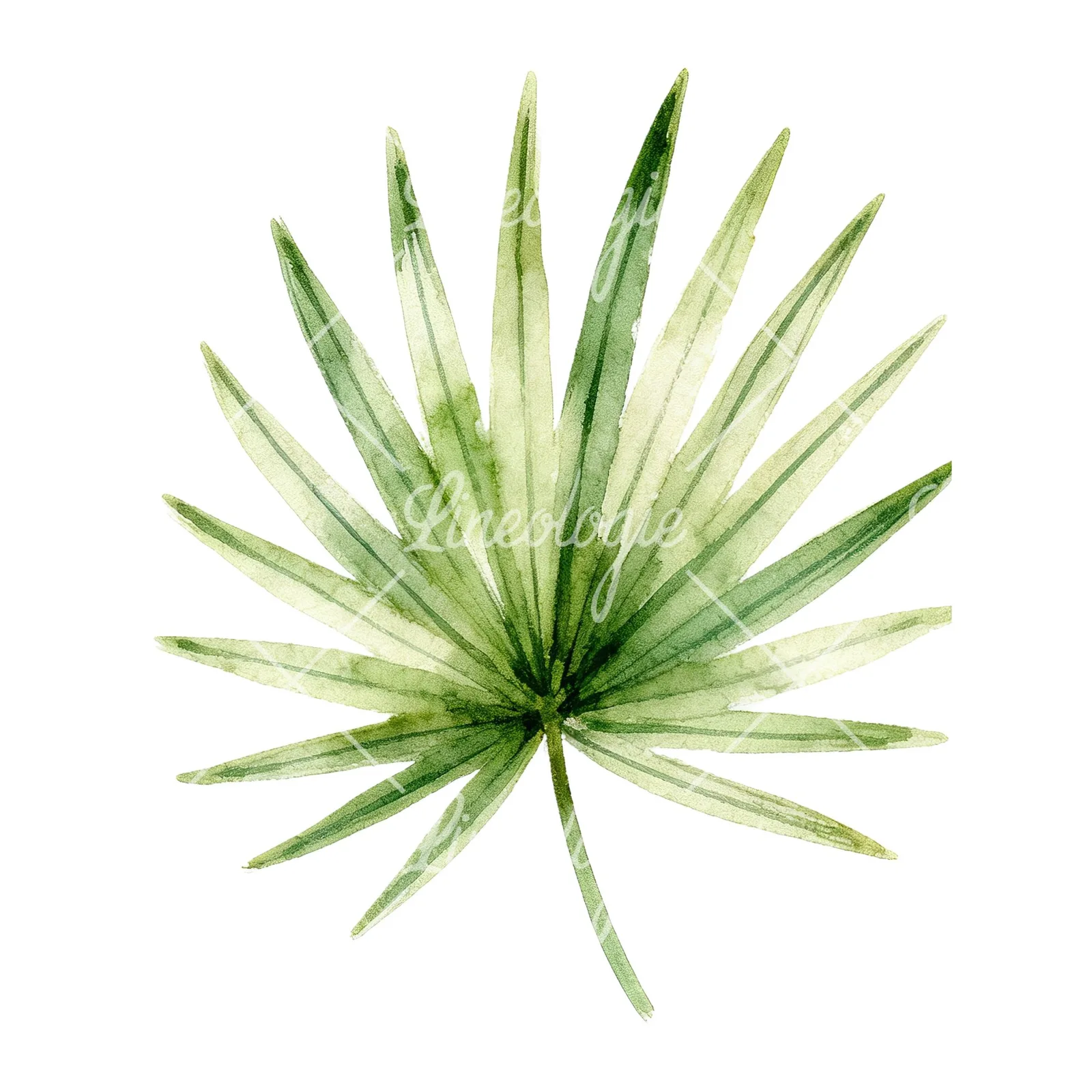 Watercolor slender and broad palm leaf cluster clipart 9 of 9 on a white background (JPG)