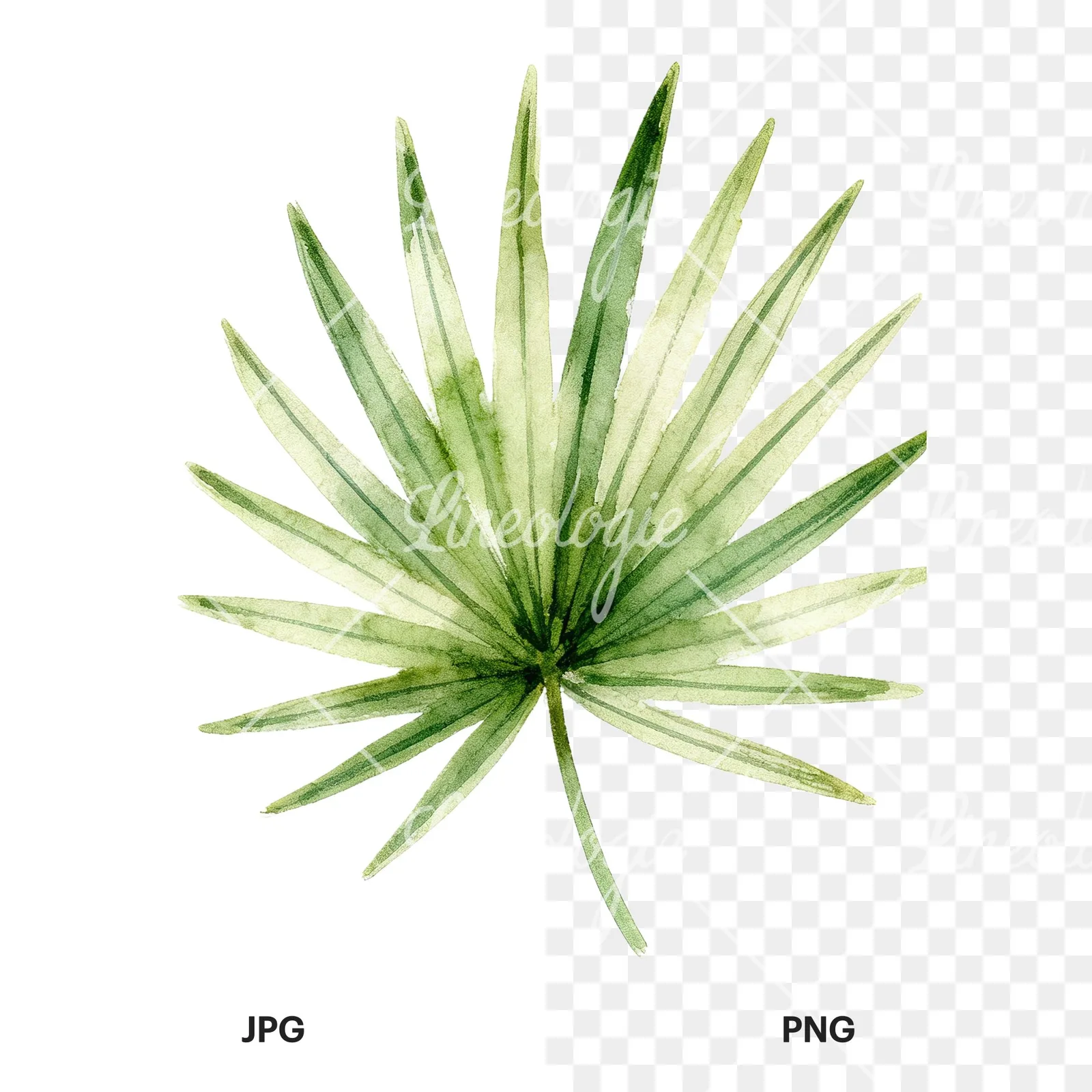 Watercolor slender and broad palm leaf cluster clipart 9 of 9, as a JPG on white and a transparent PNG
