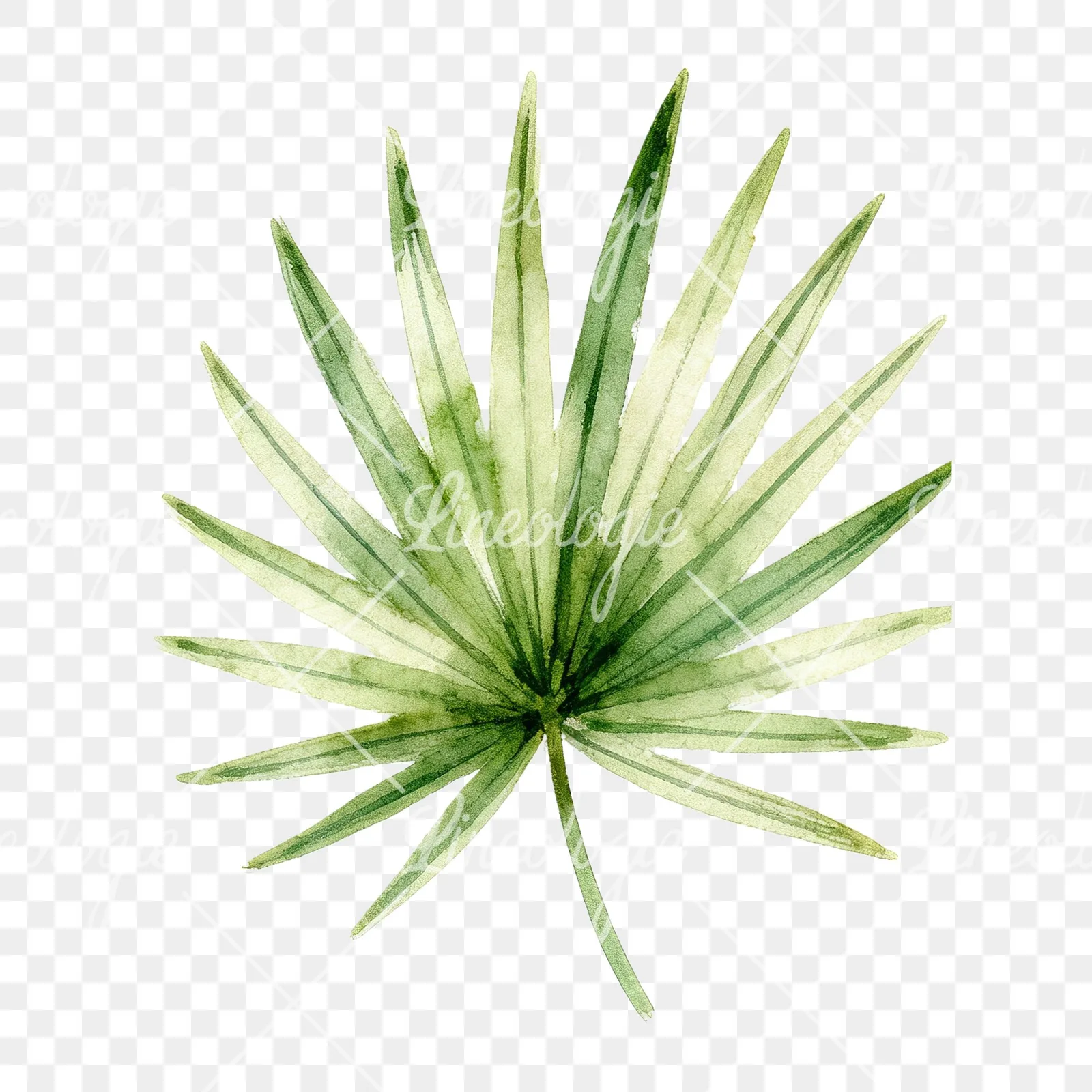Watercolor slender and broad palm leaf cluster clipart 9 of 9 on a transparent background (PNG)